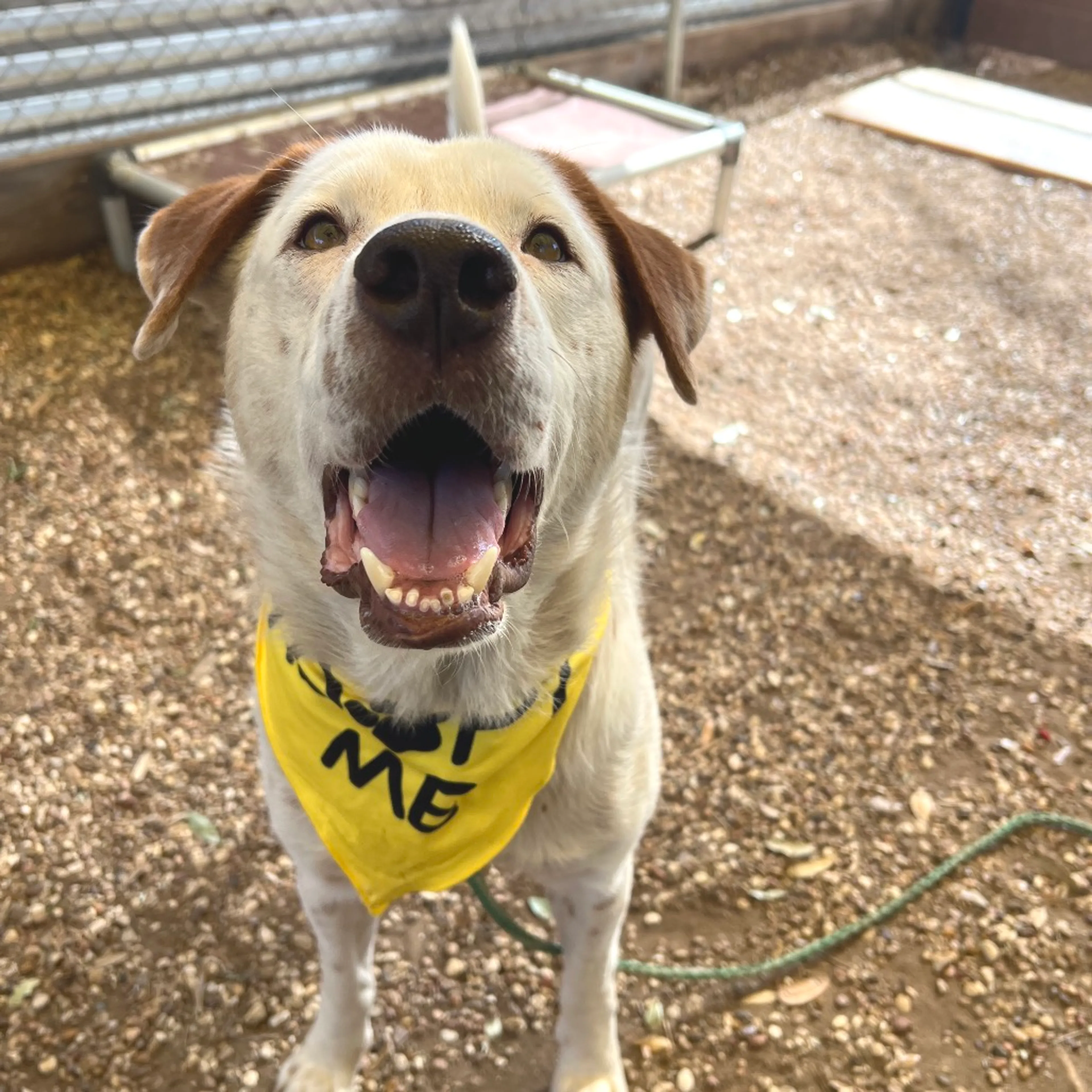 Found pet-14