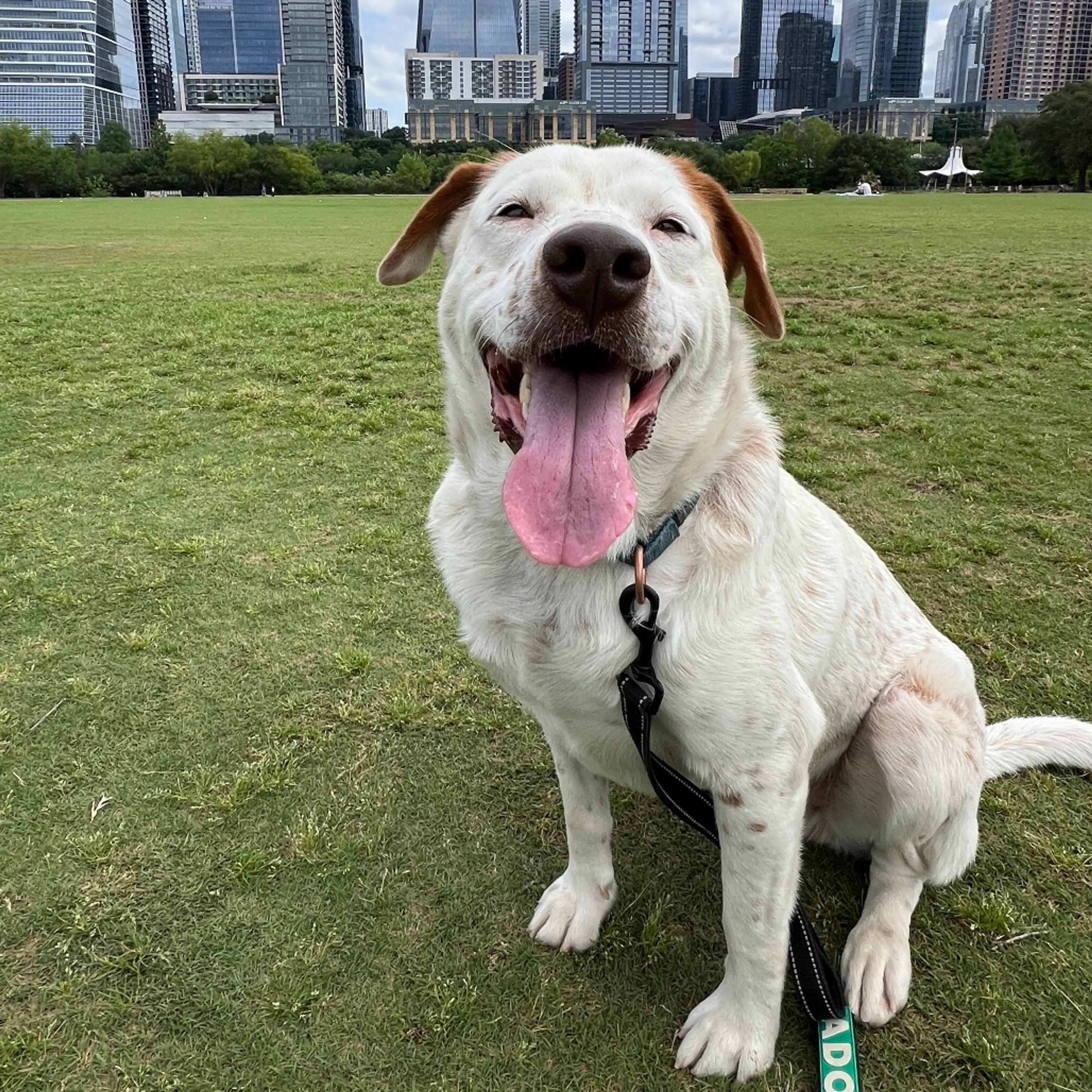Found pet-22