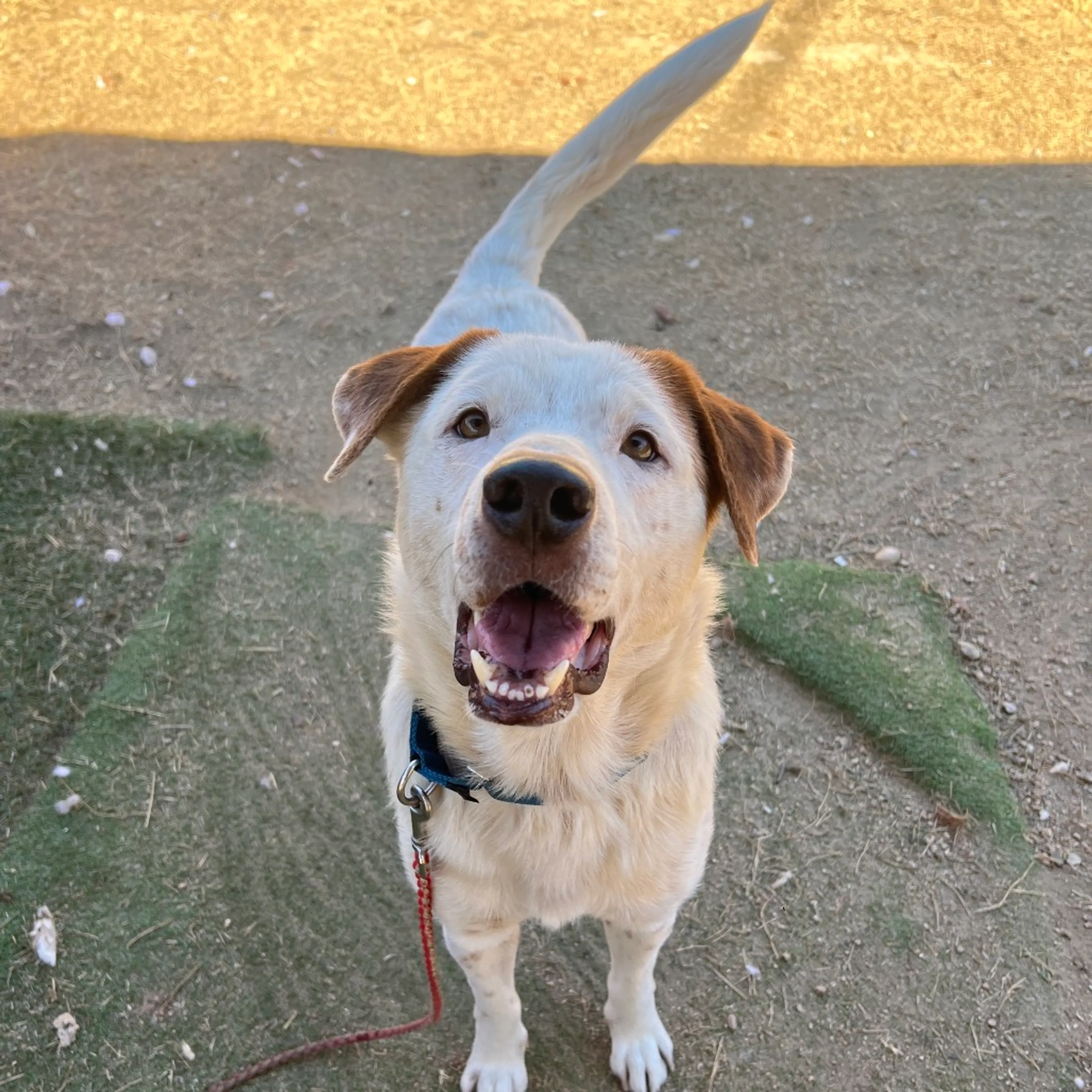 Found pet-2