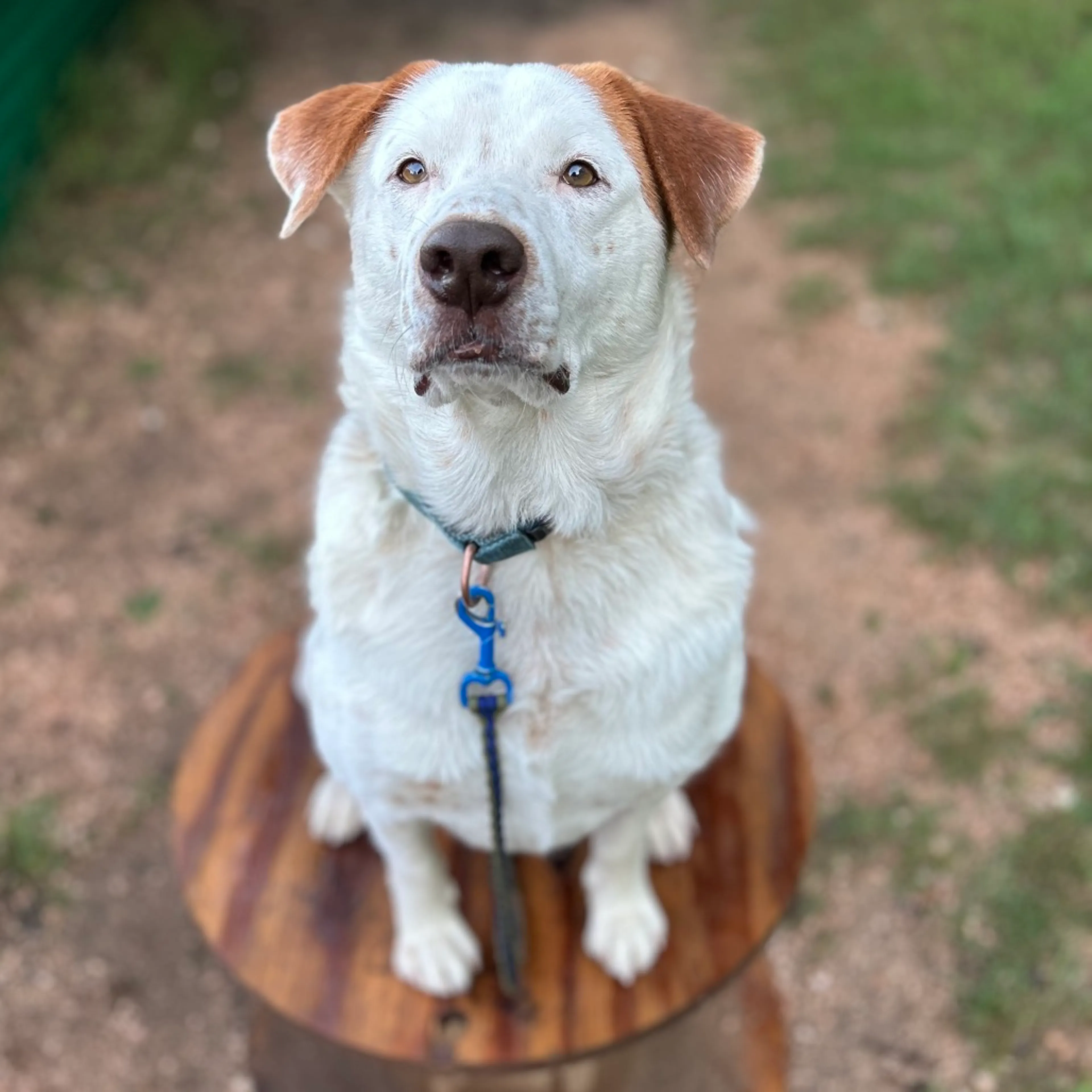 Found pet-21