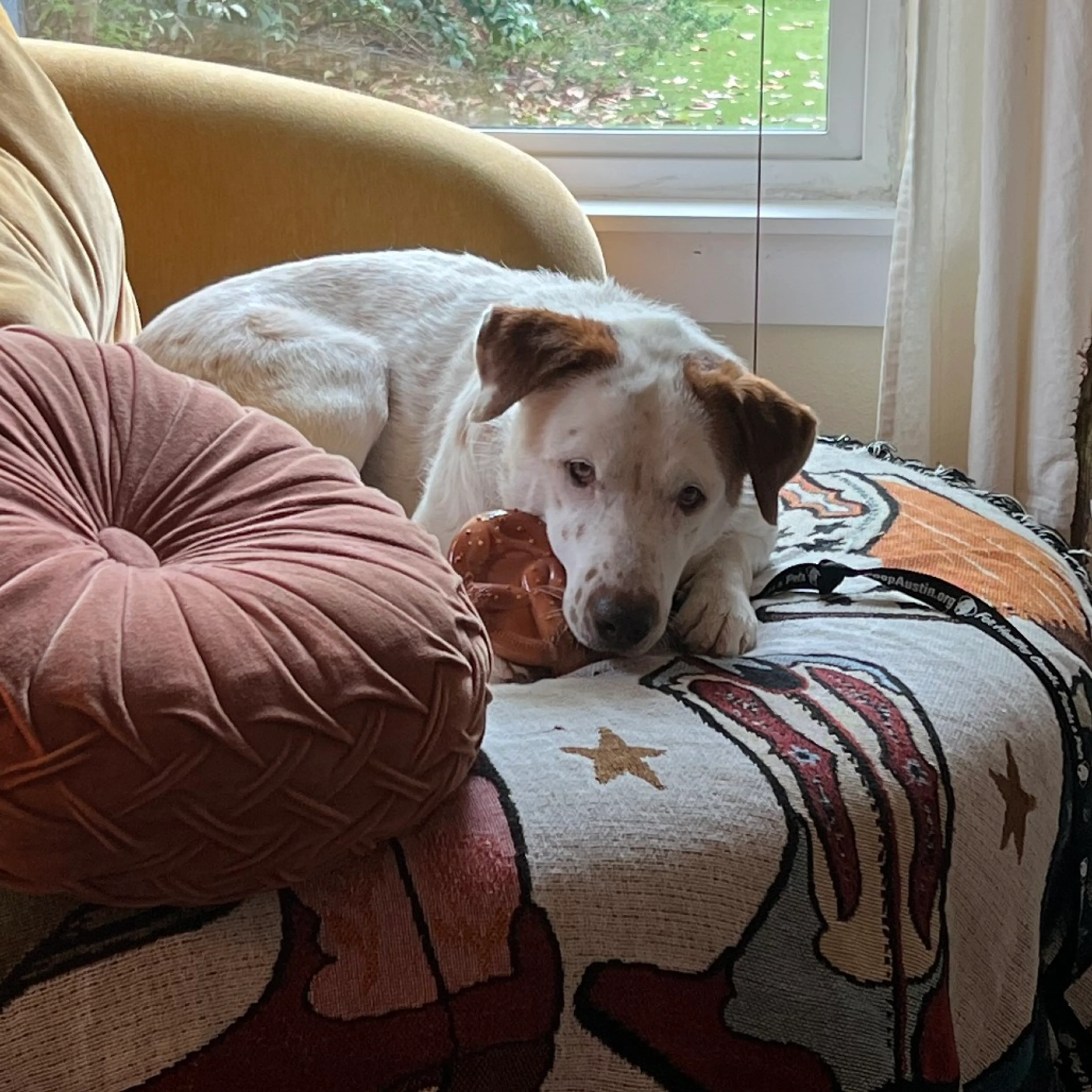 Found pet-17