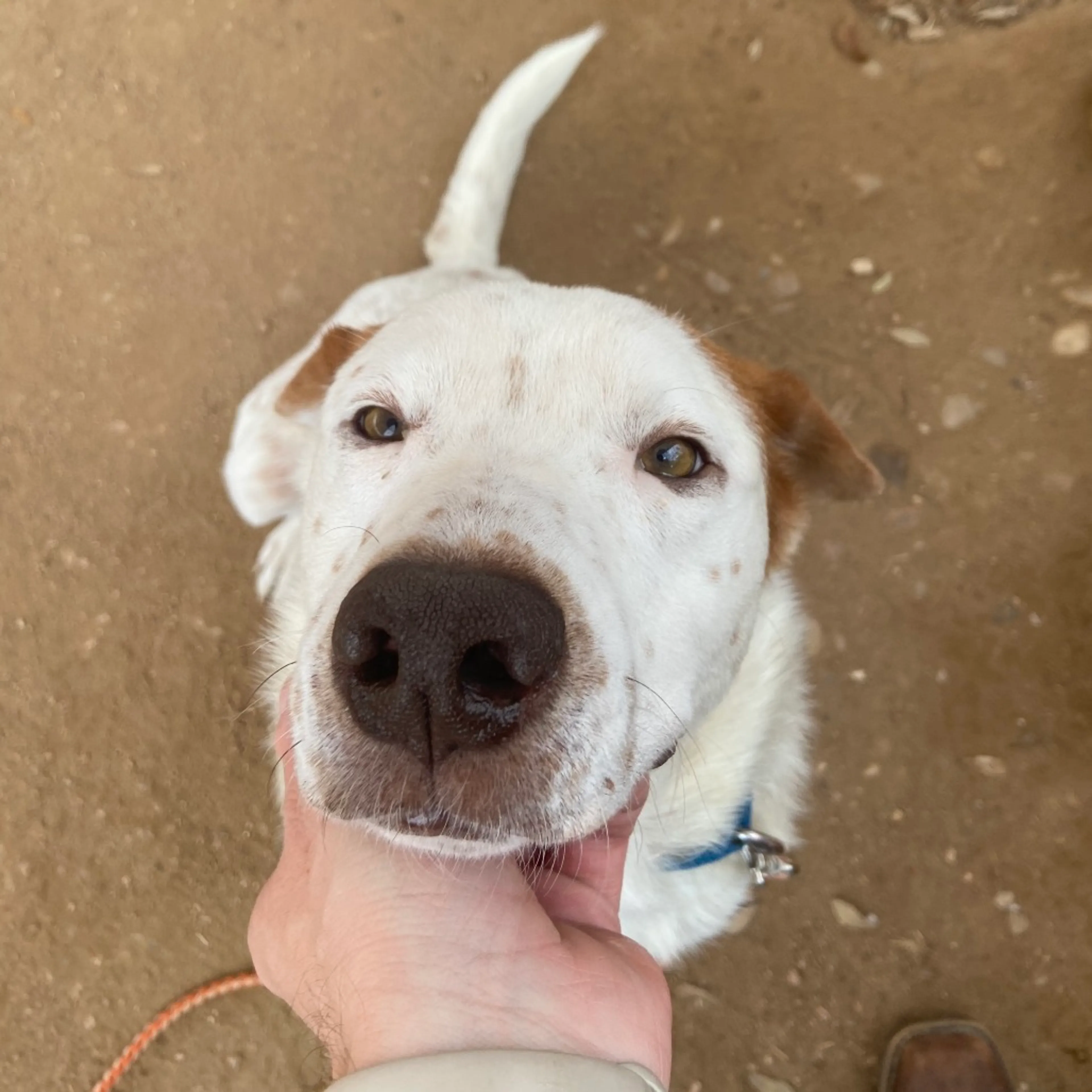 Found pet-12