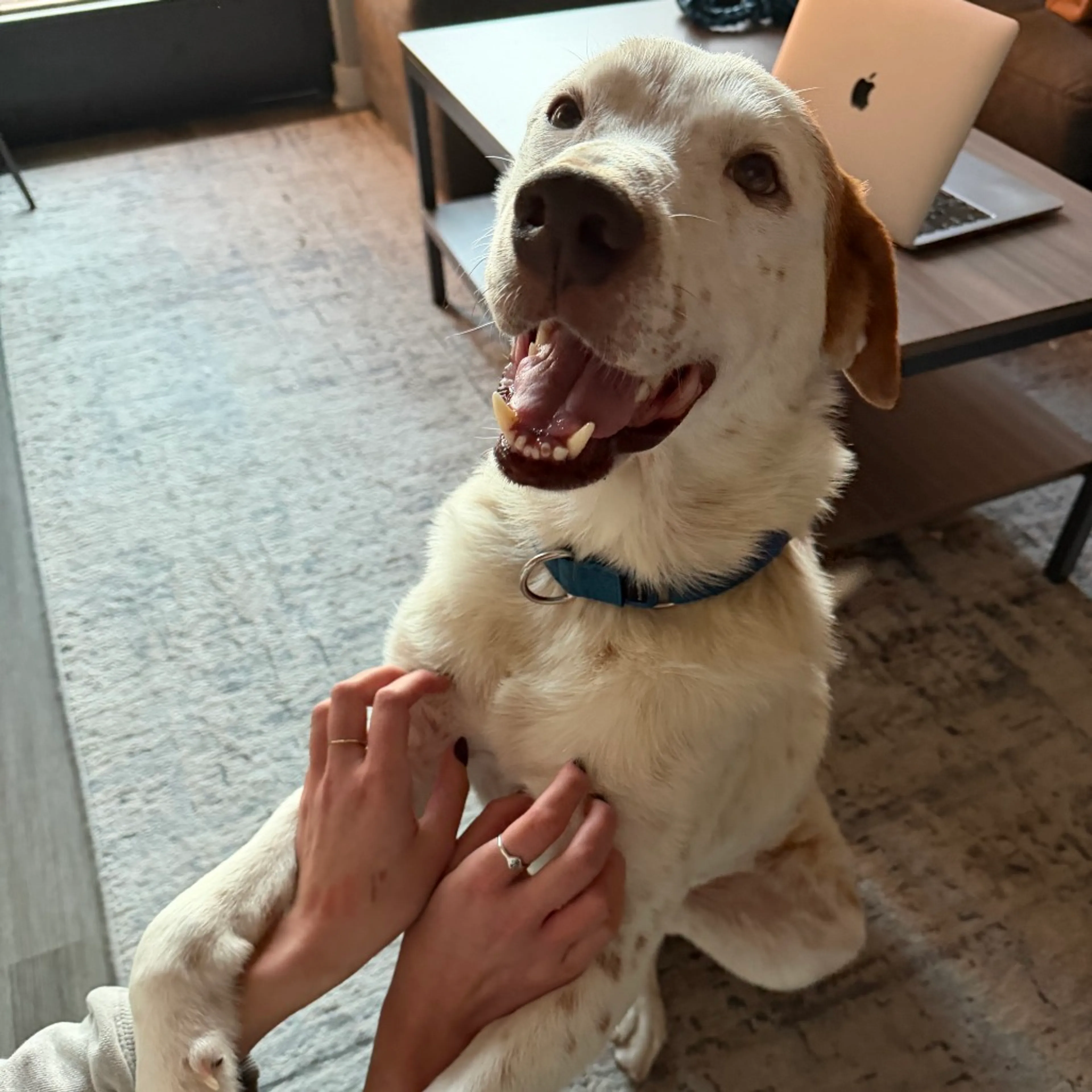 Found pet-11