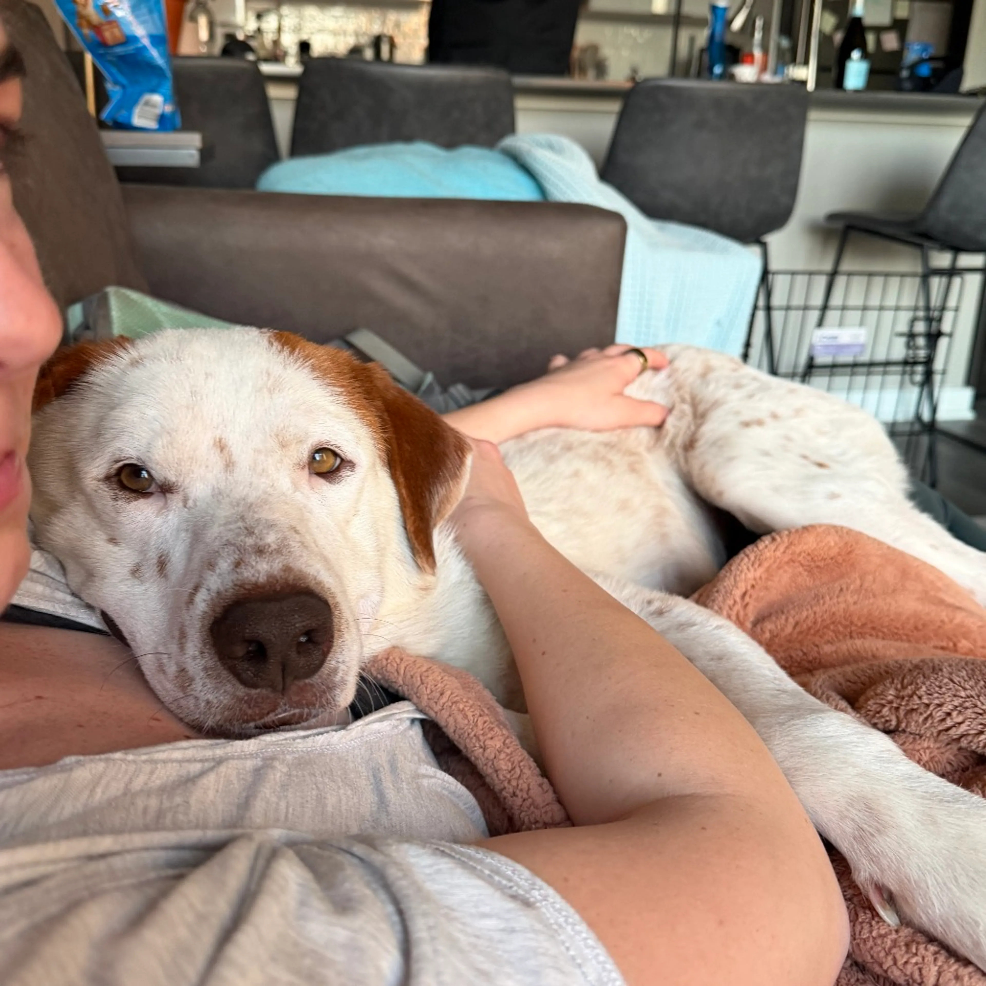Found pet-7