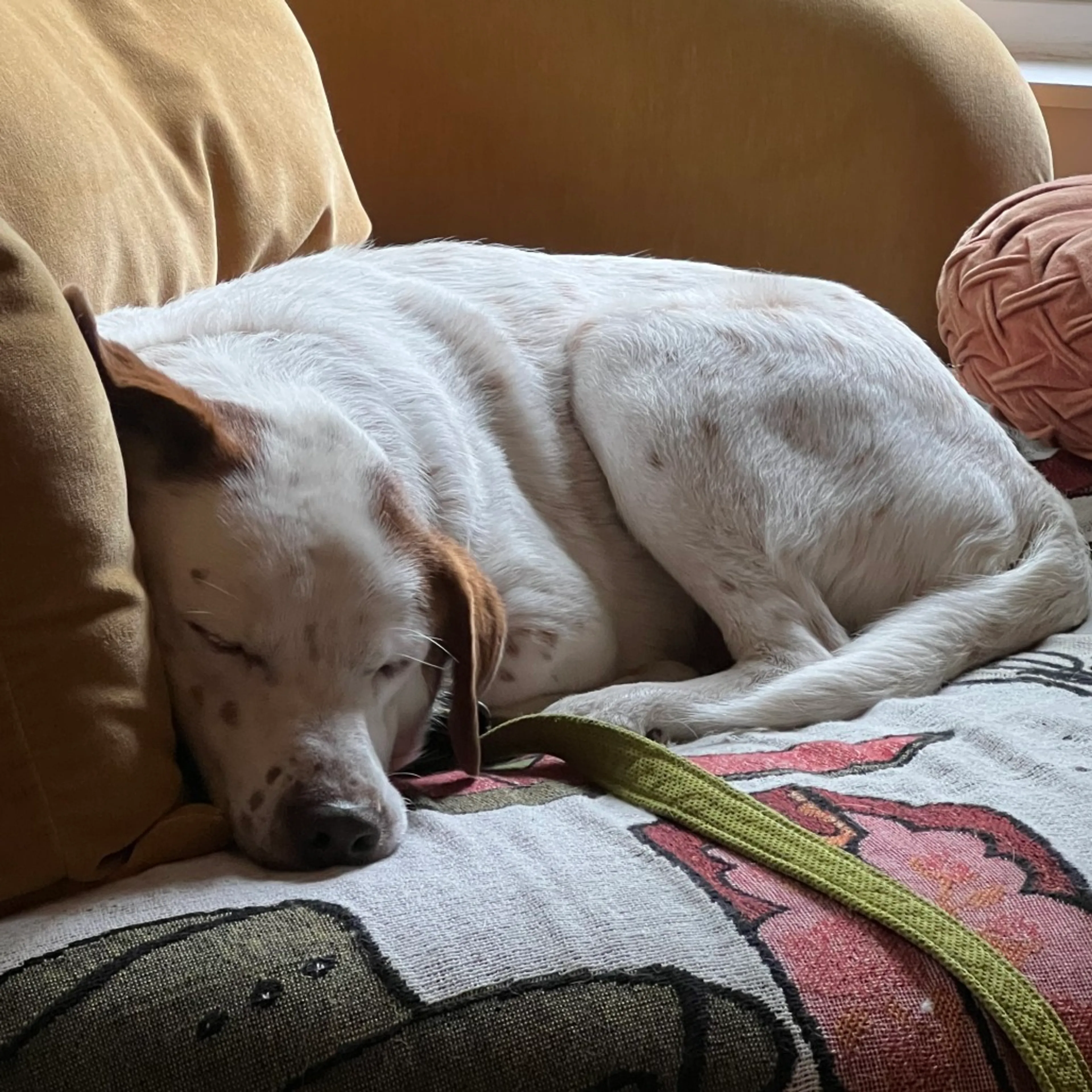 Found pet-18