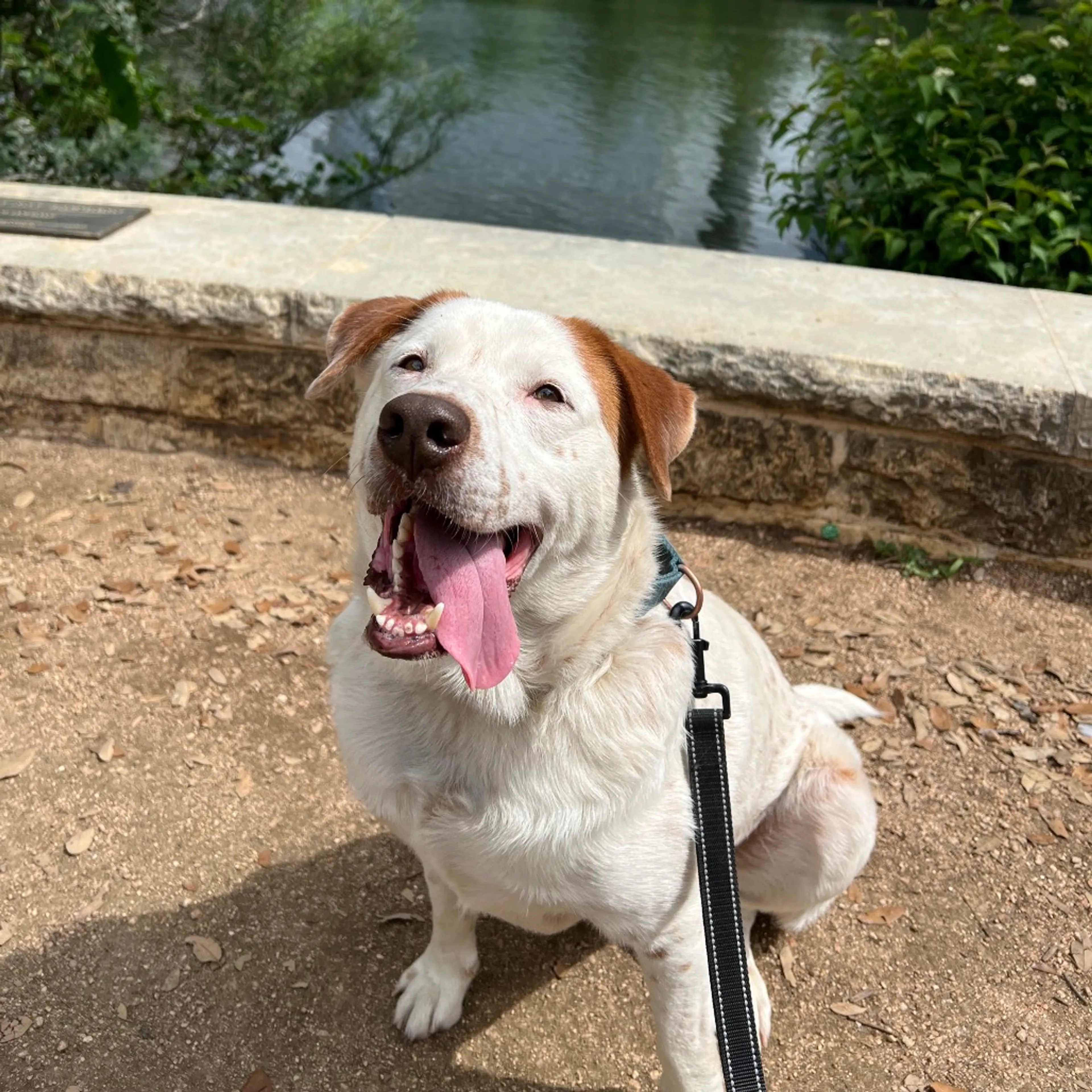 Found pet-24