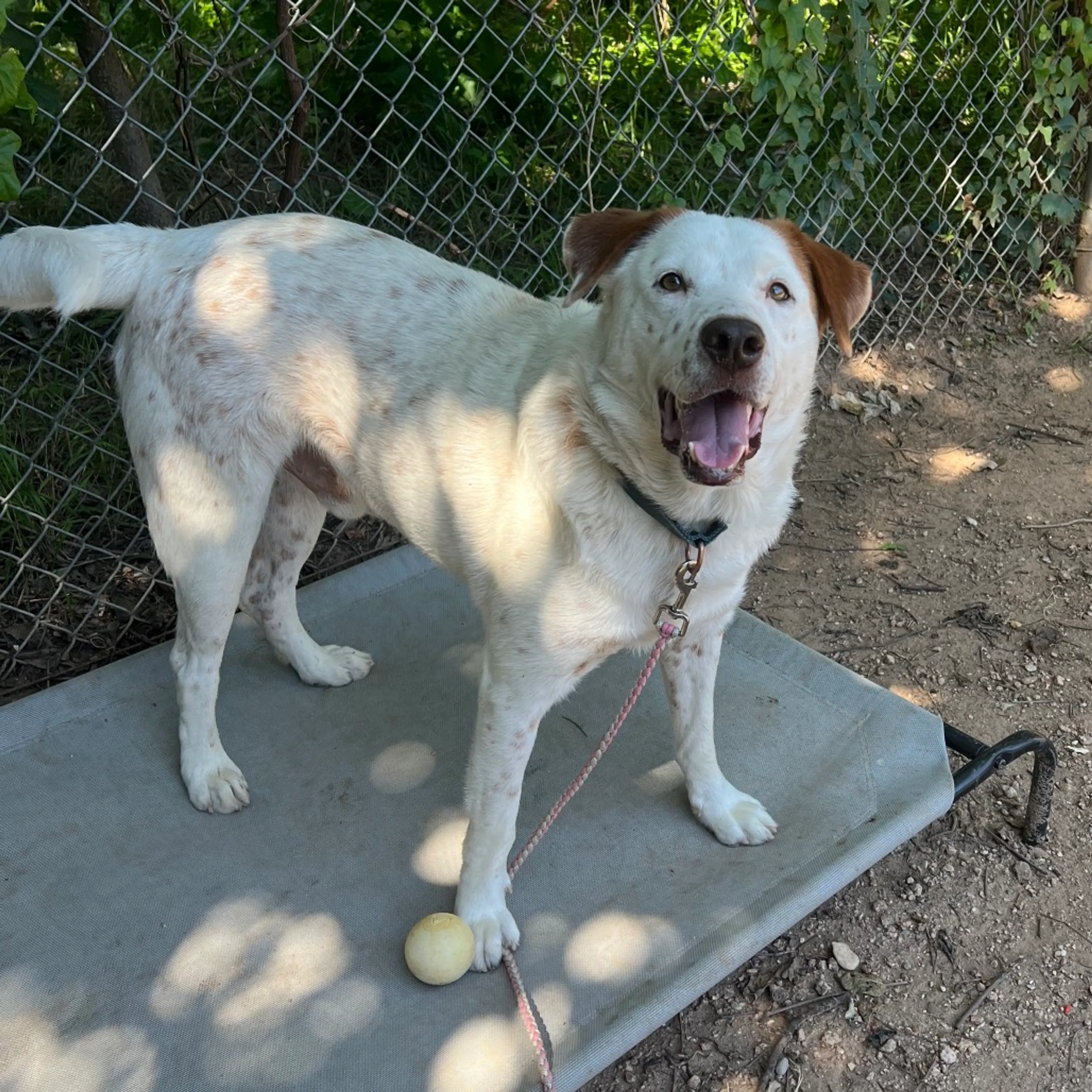 Found pet-27