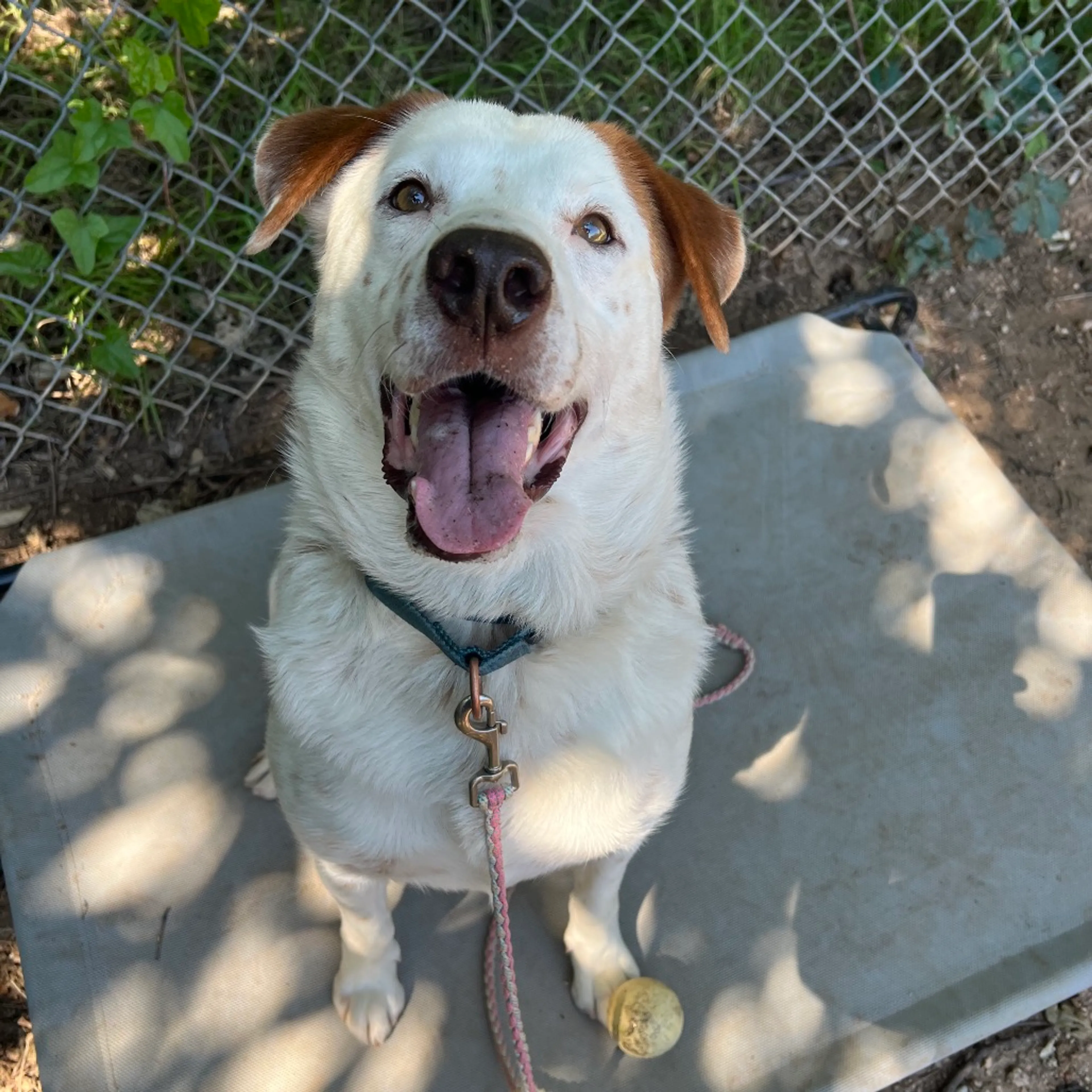 Found pet-28