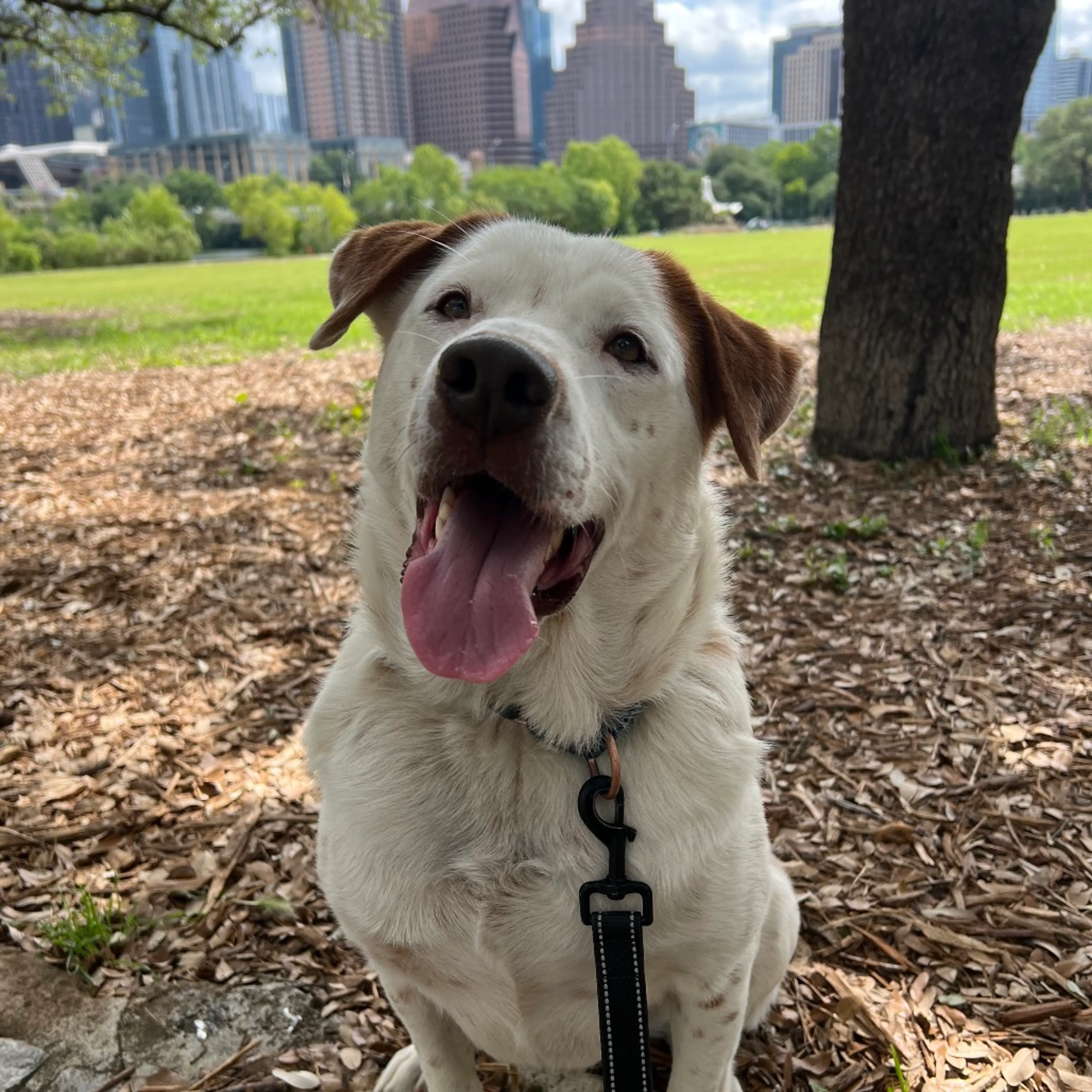 Found pet-25