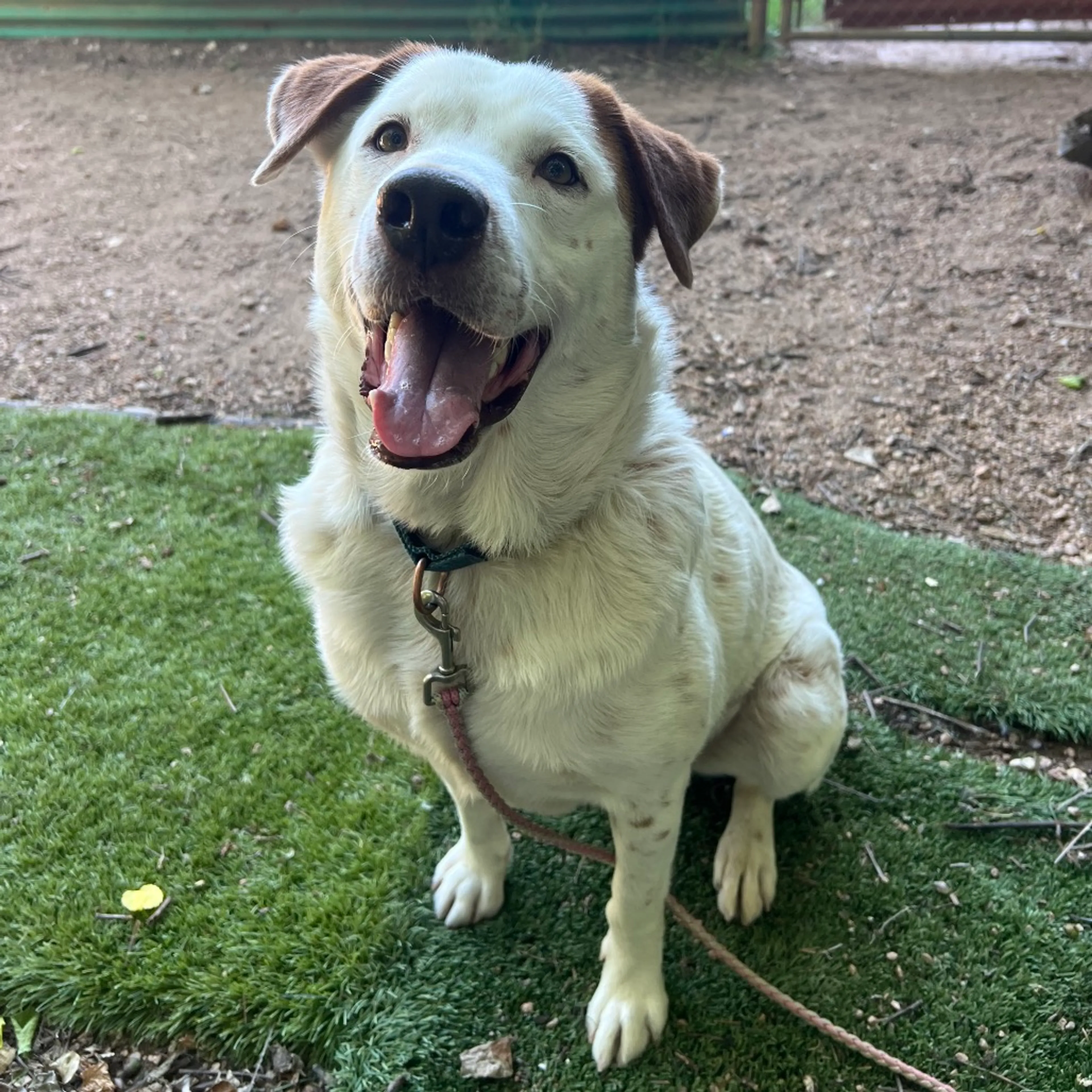 Found pet-29