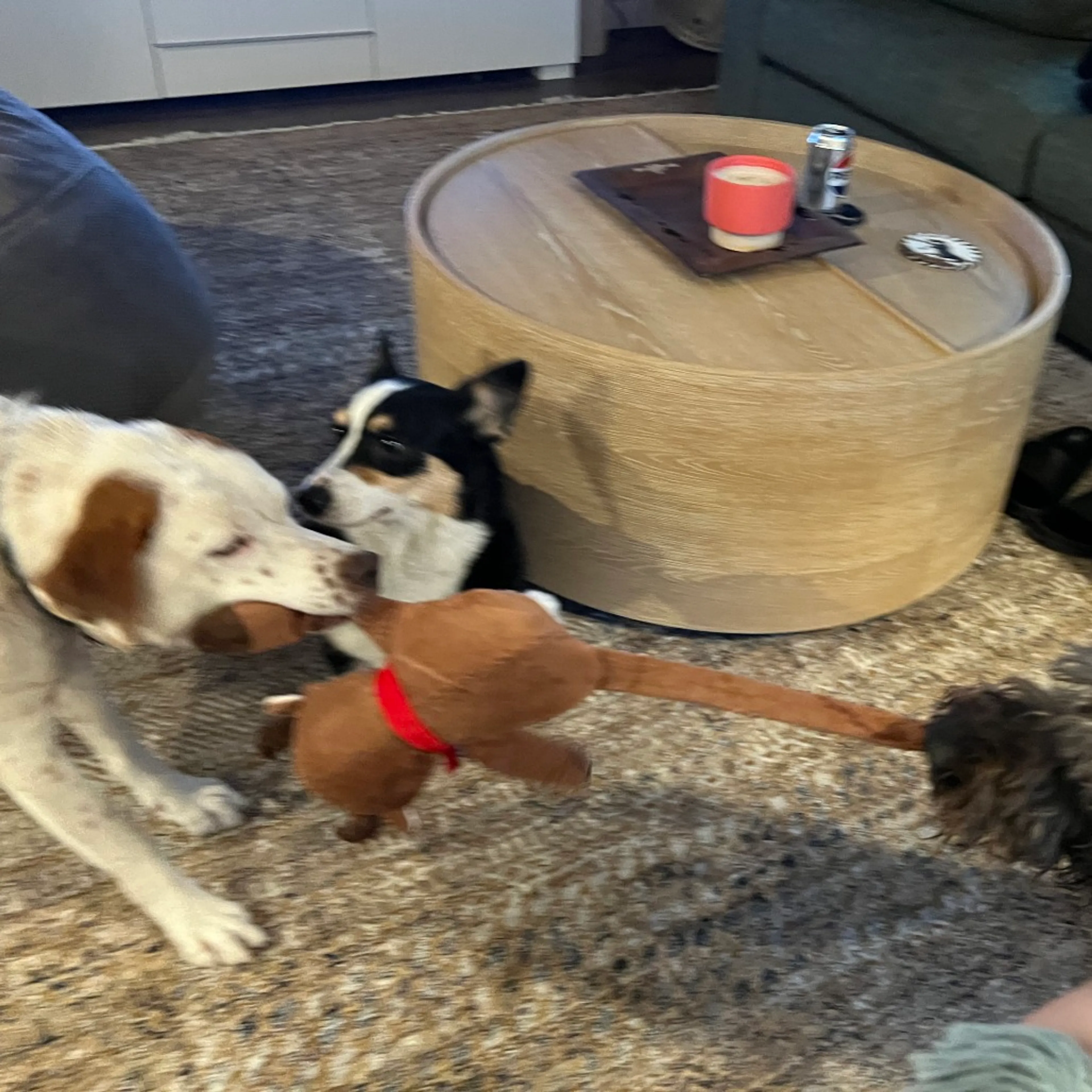 Found pet-19