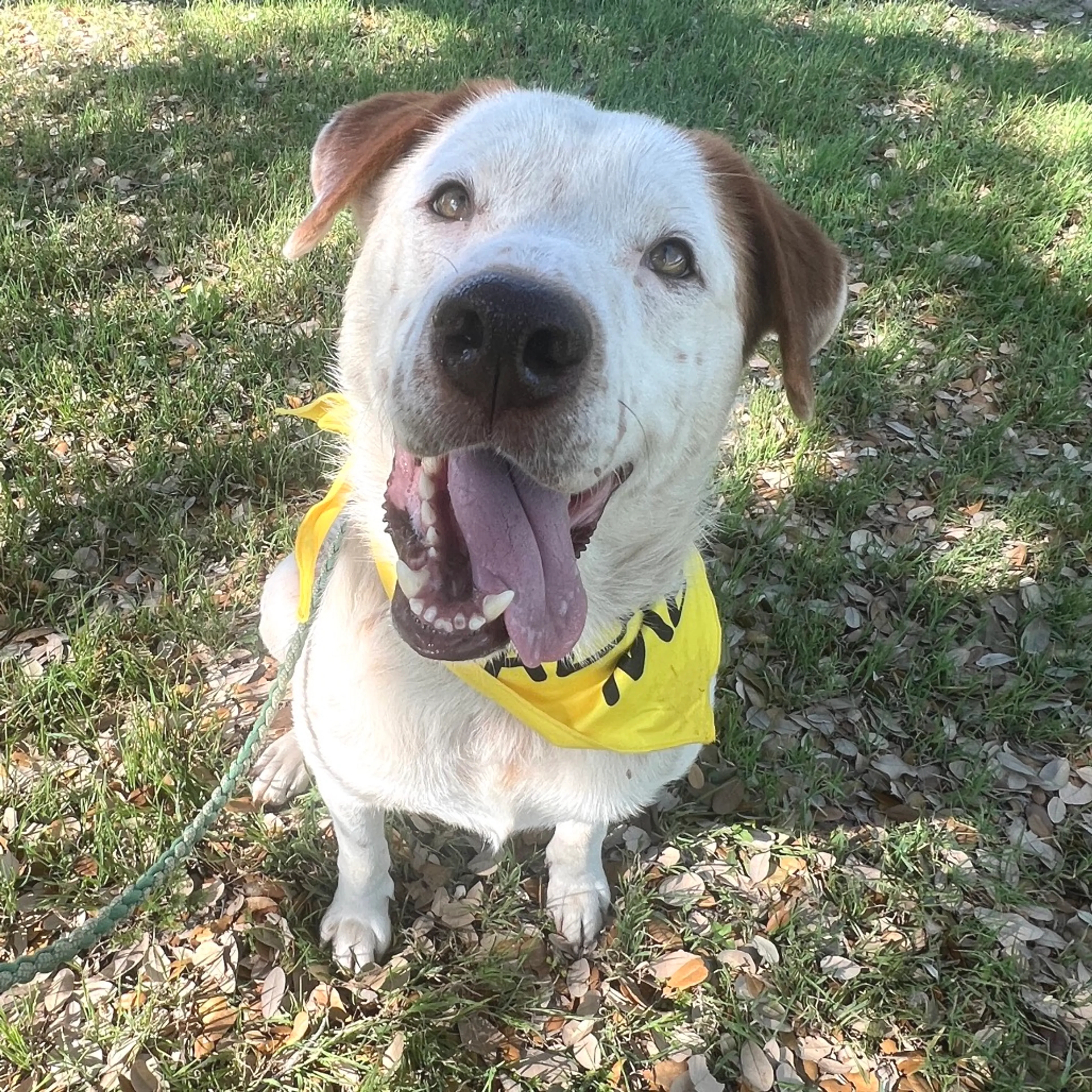 Found pet-13