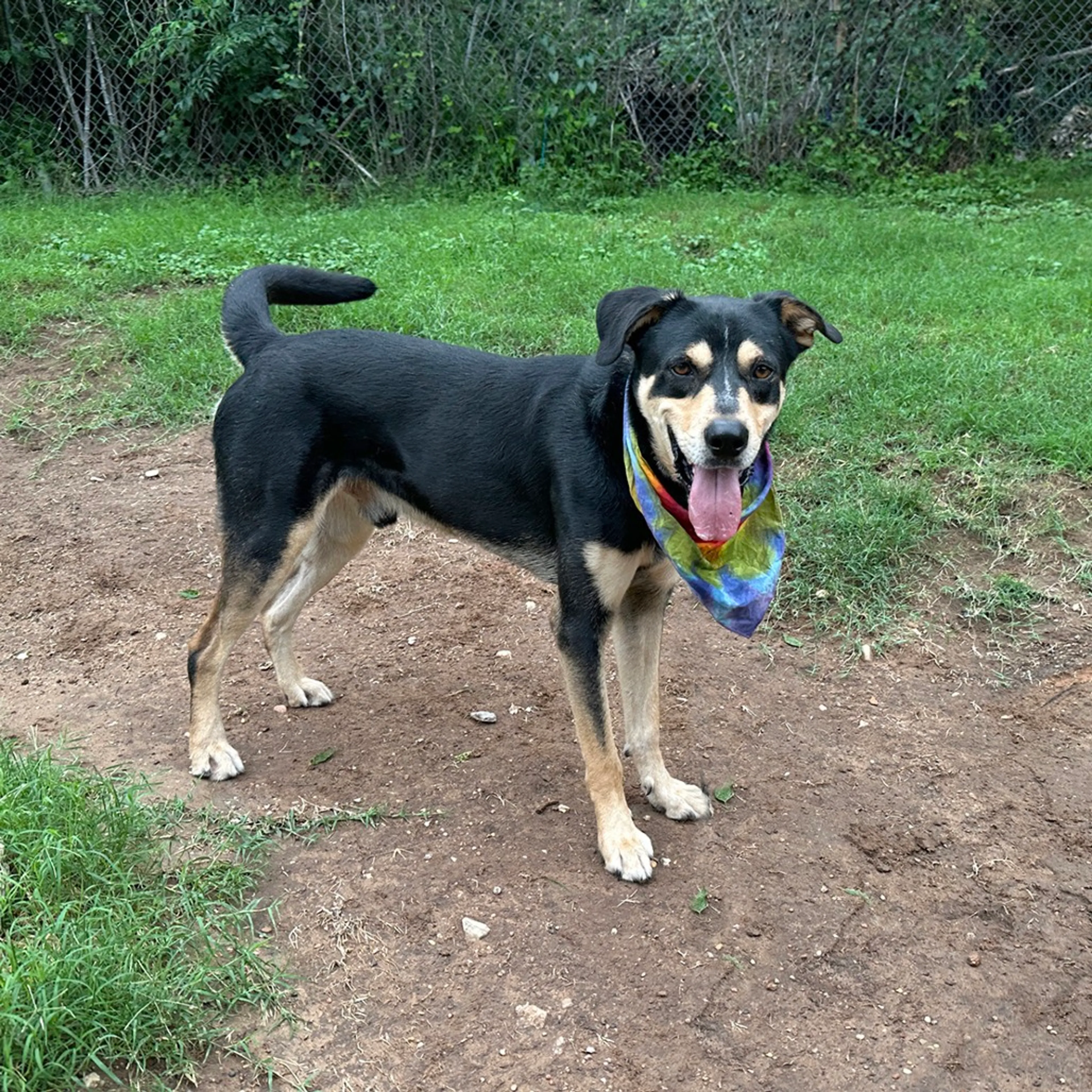 Found pet-7