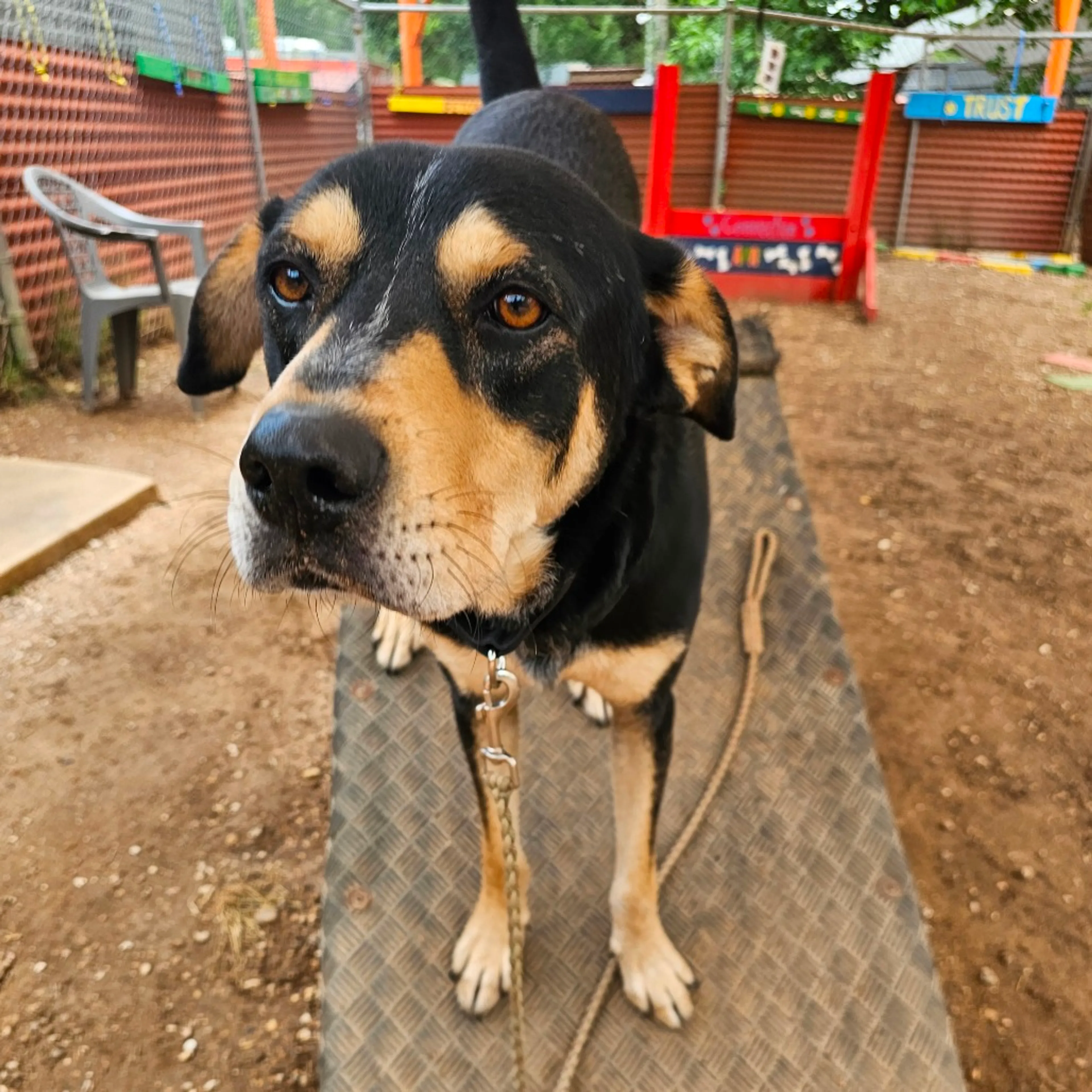 Found pet-8