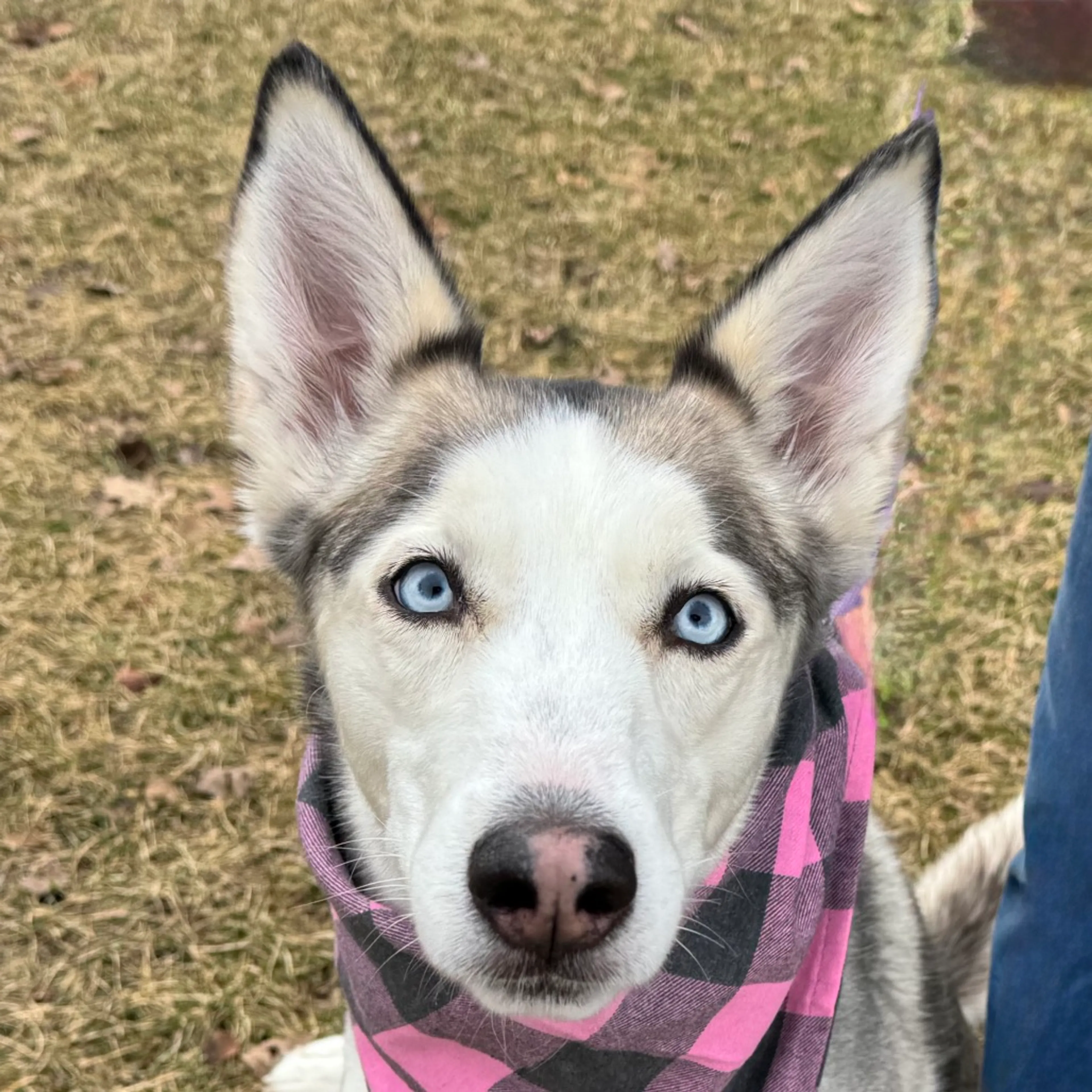 Found pet-4