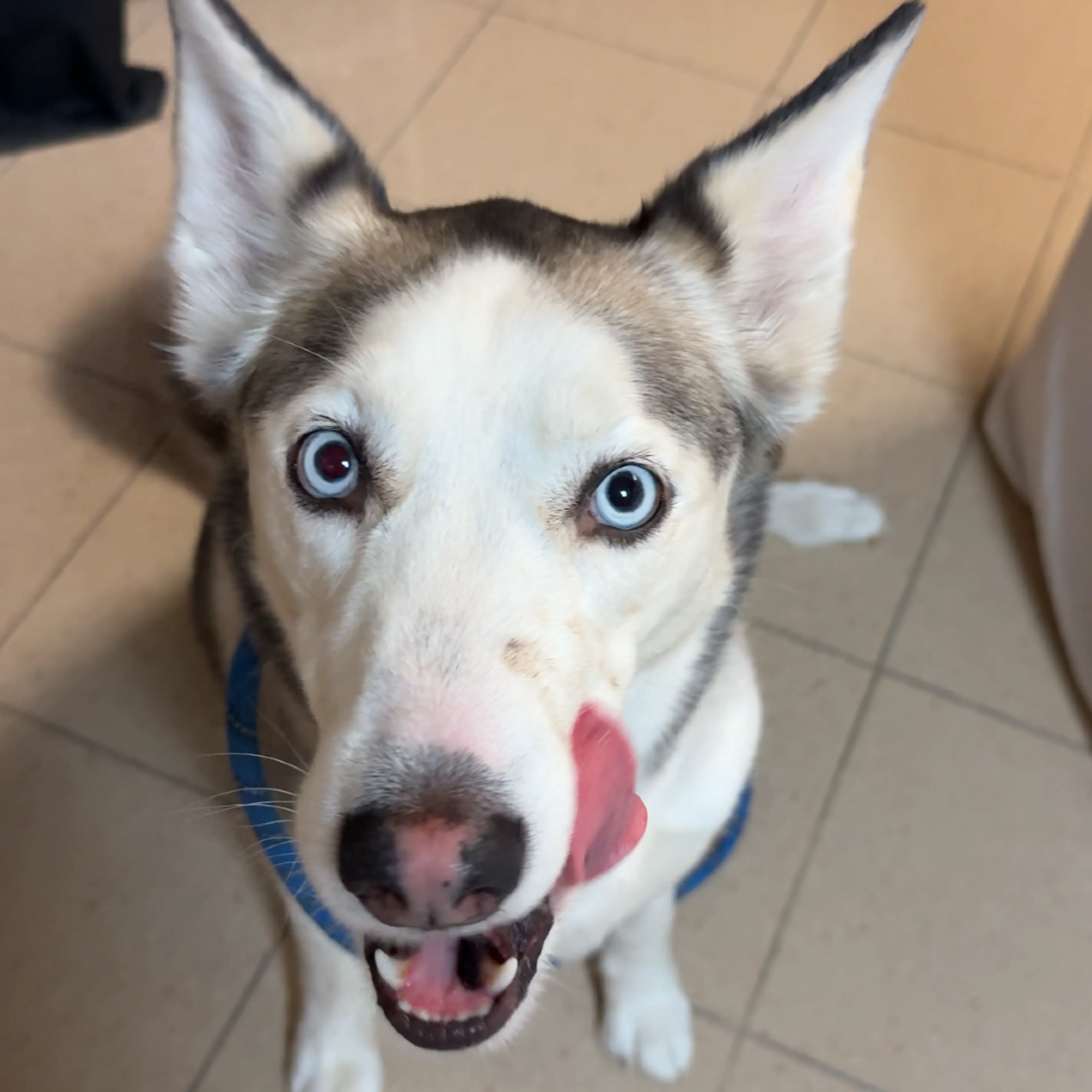 Found pet-2