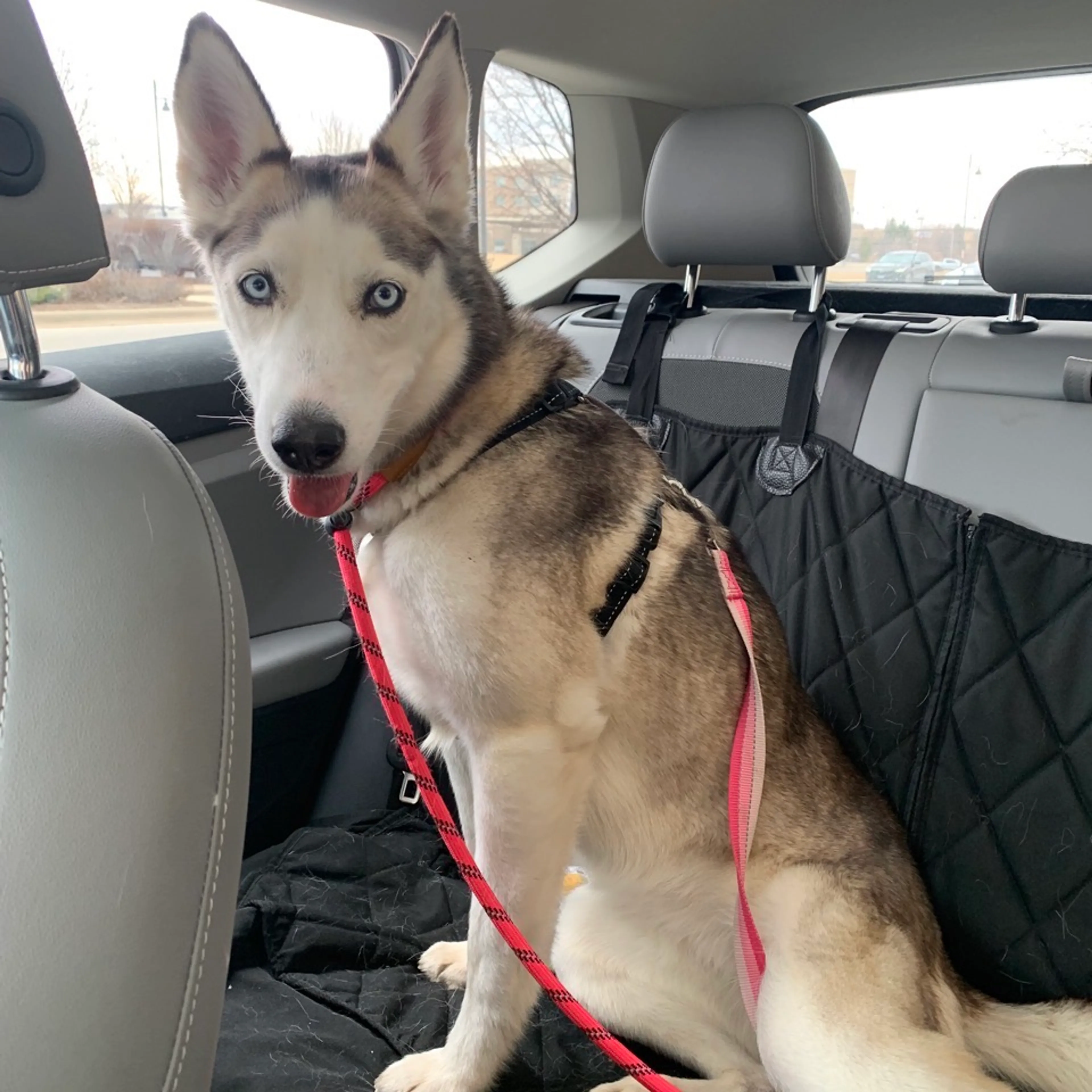 Found pet-7