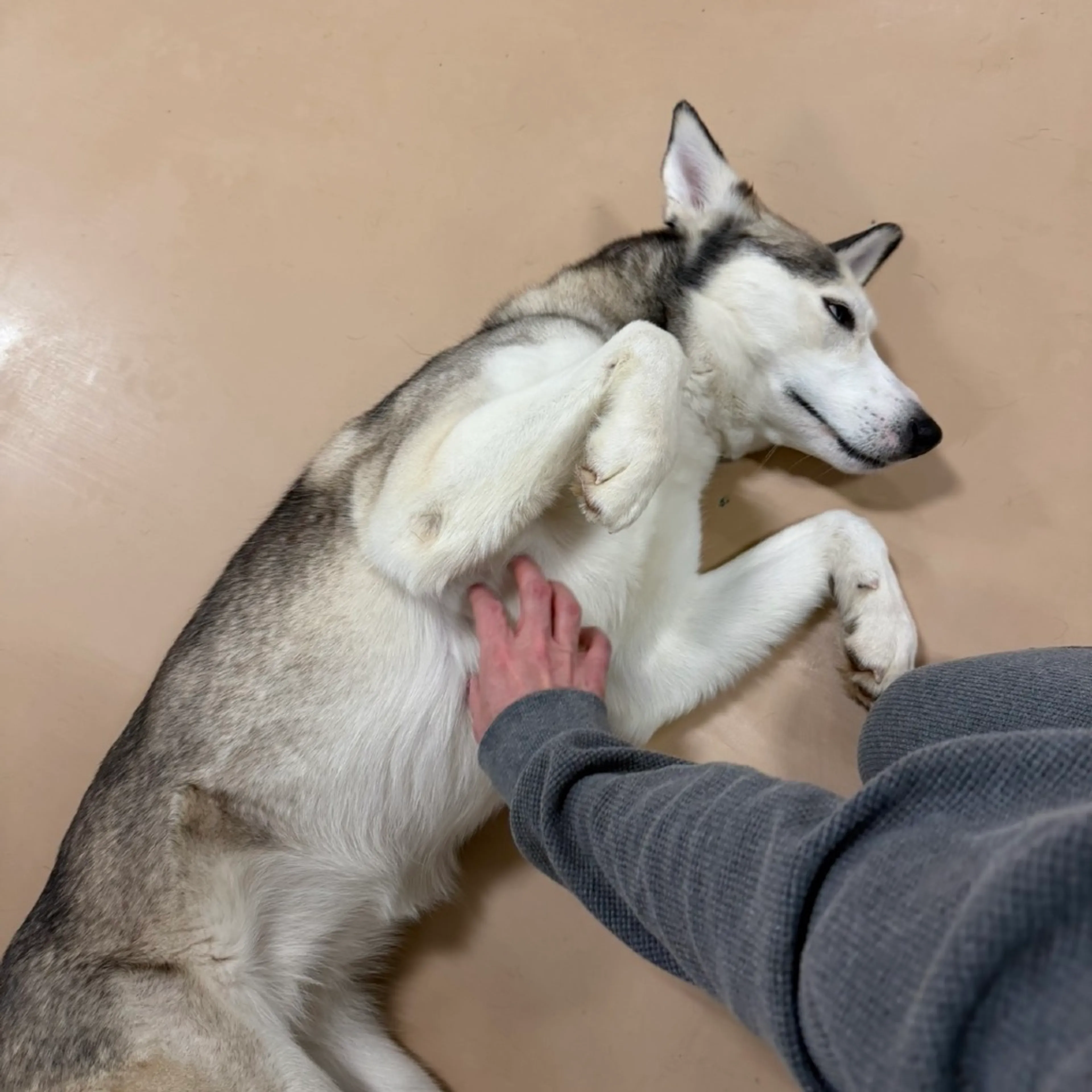 Found pet-11