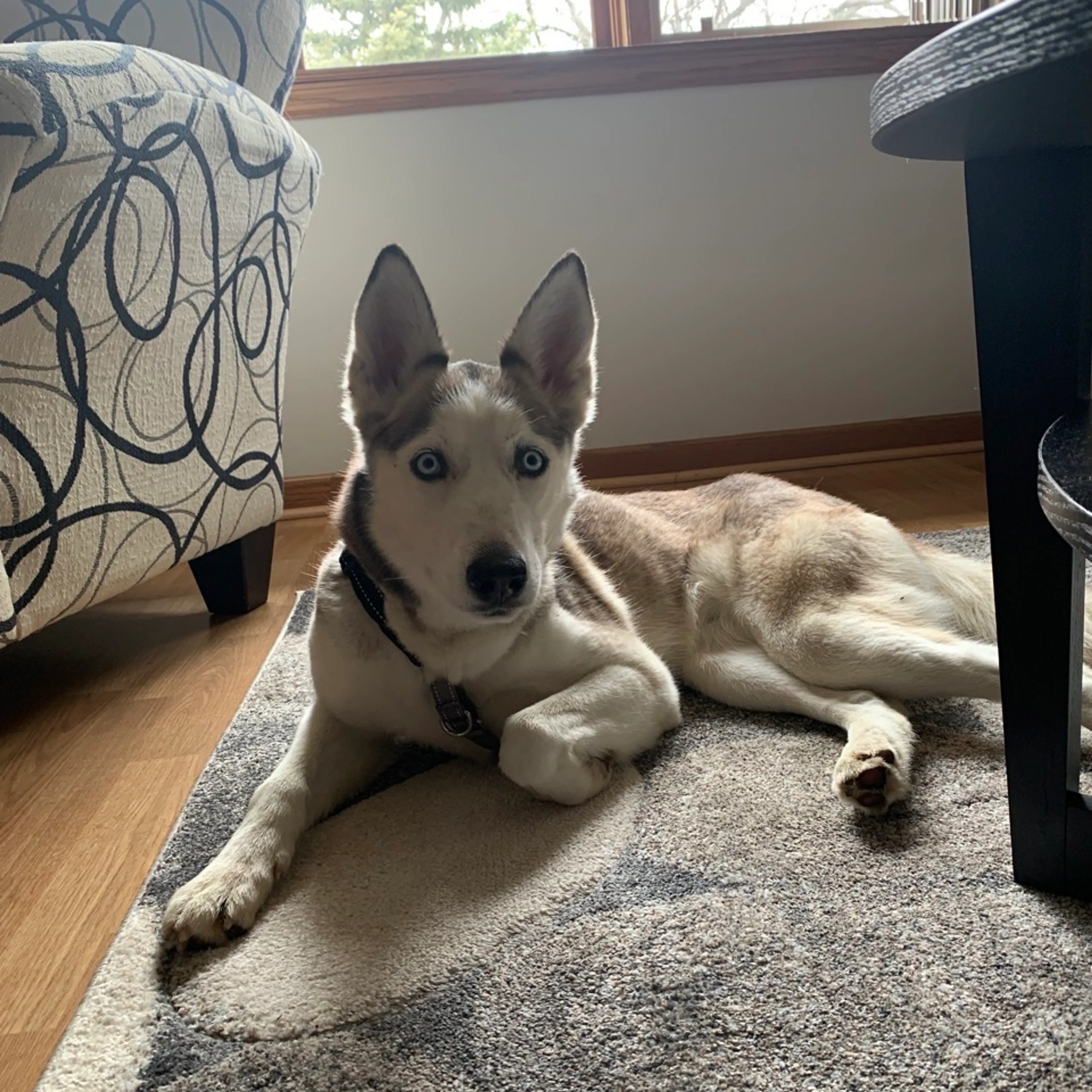 Found pet-8