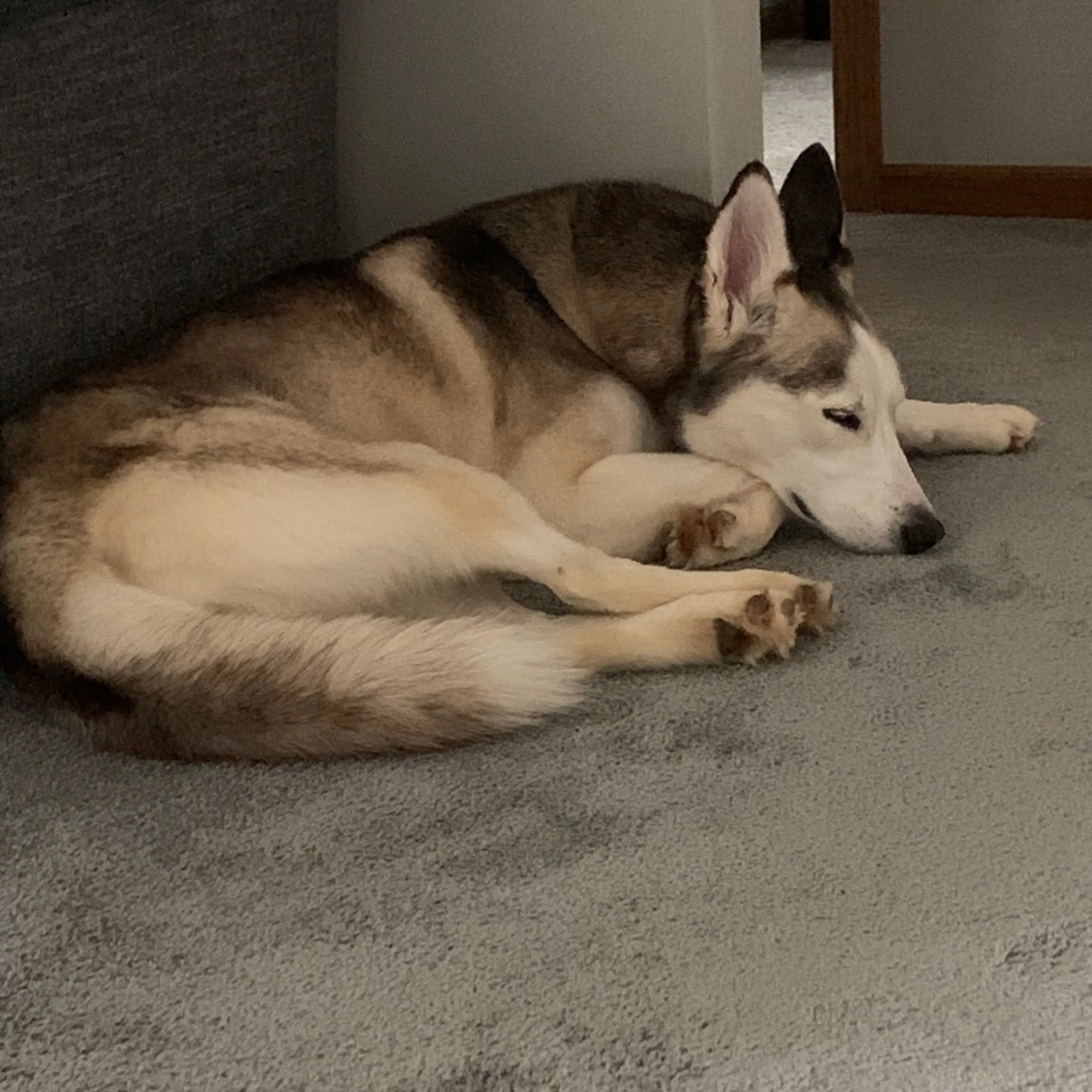 Found pet-9