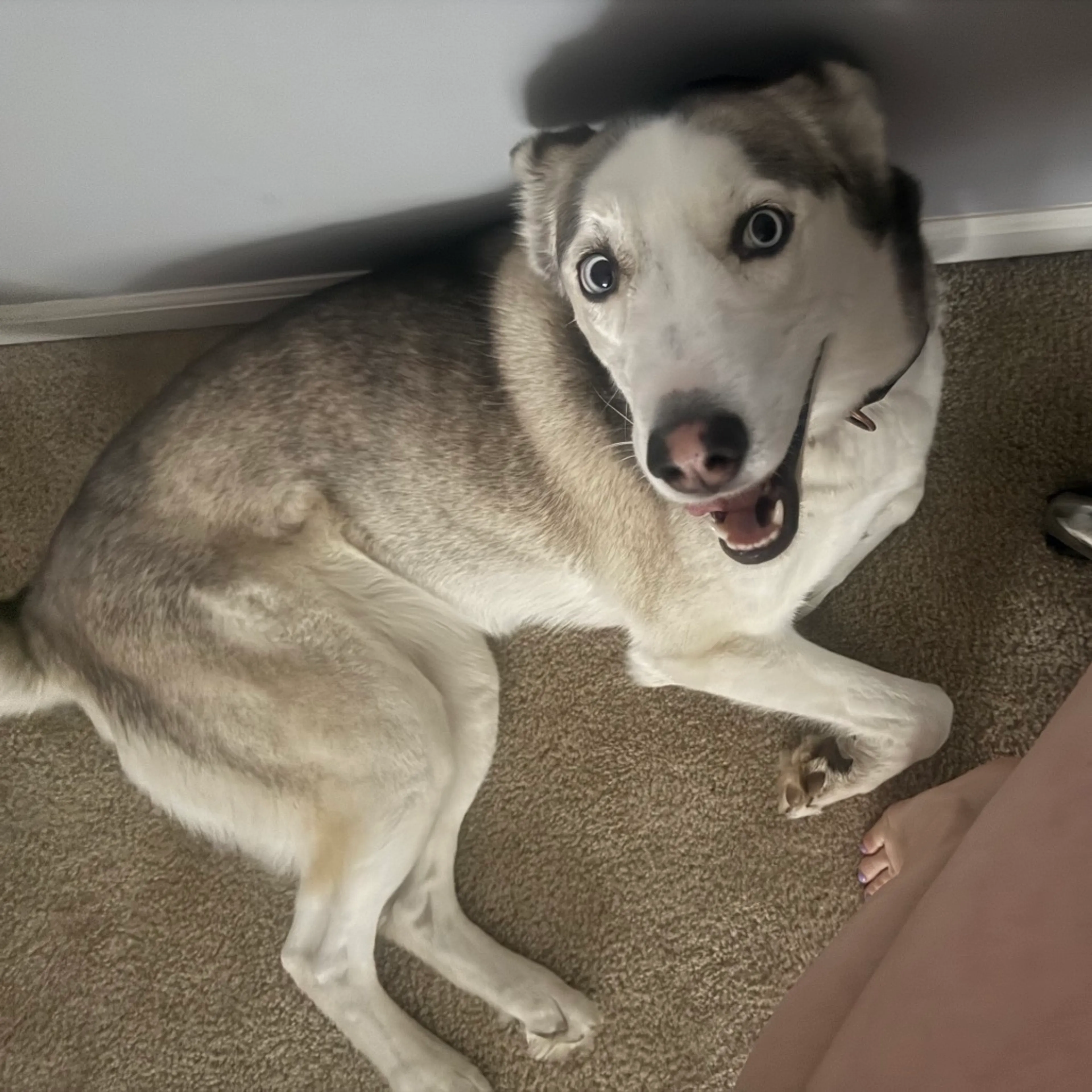 Found pet-3