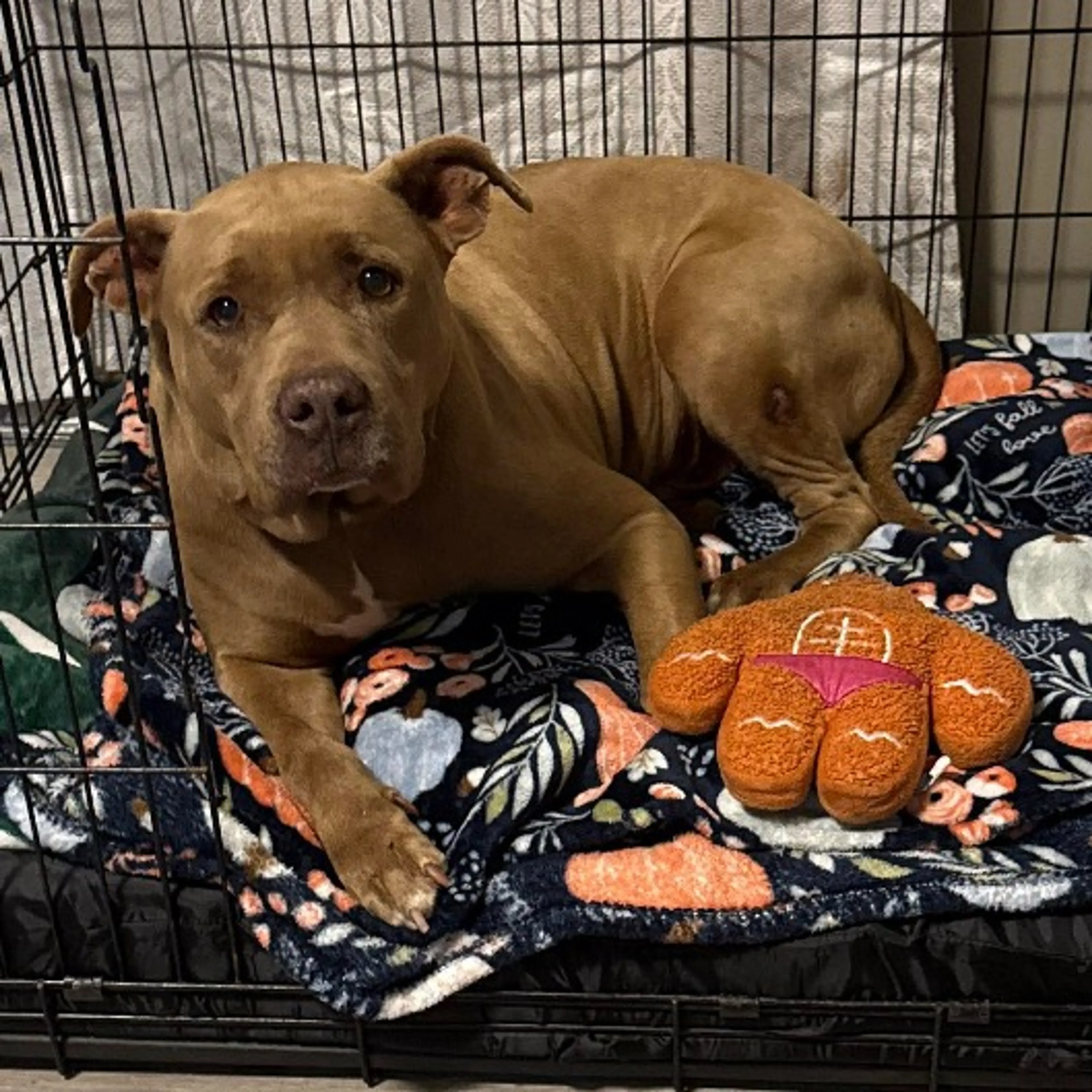 Found pet