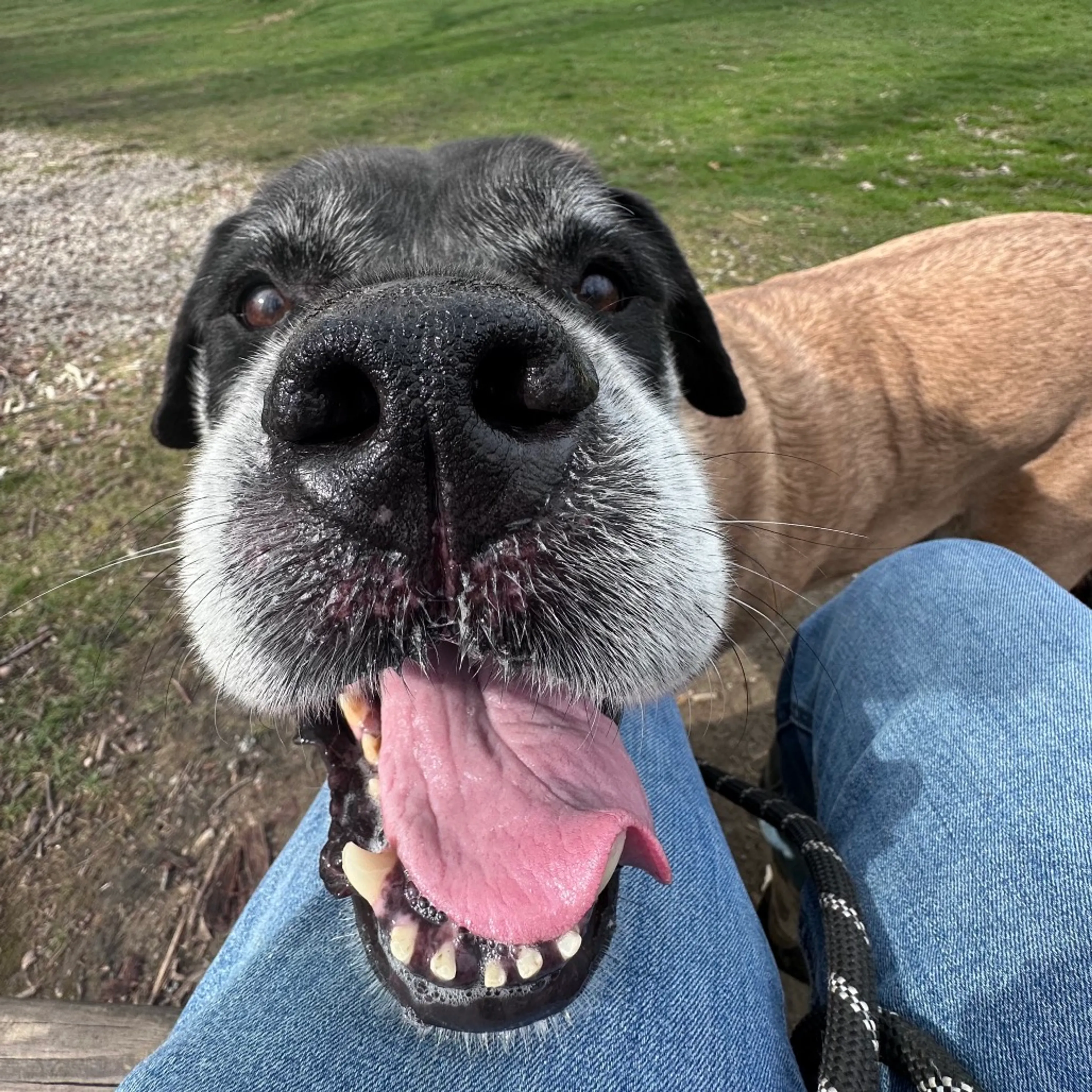 Found pet-18