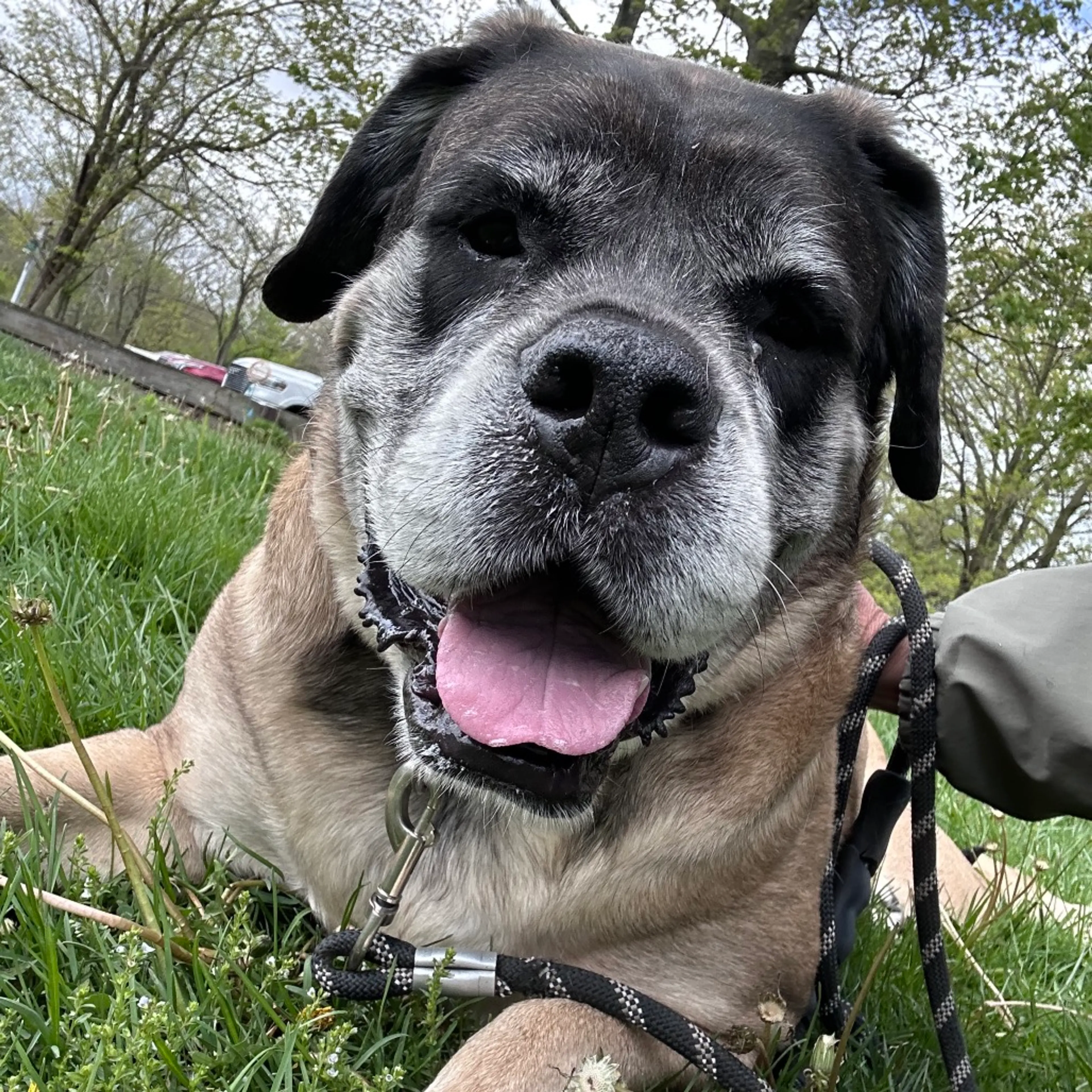 Found pet-24