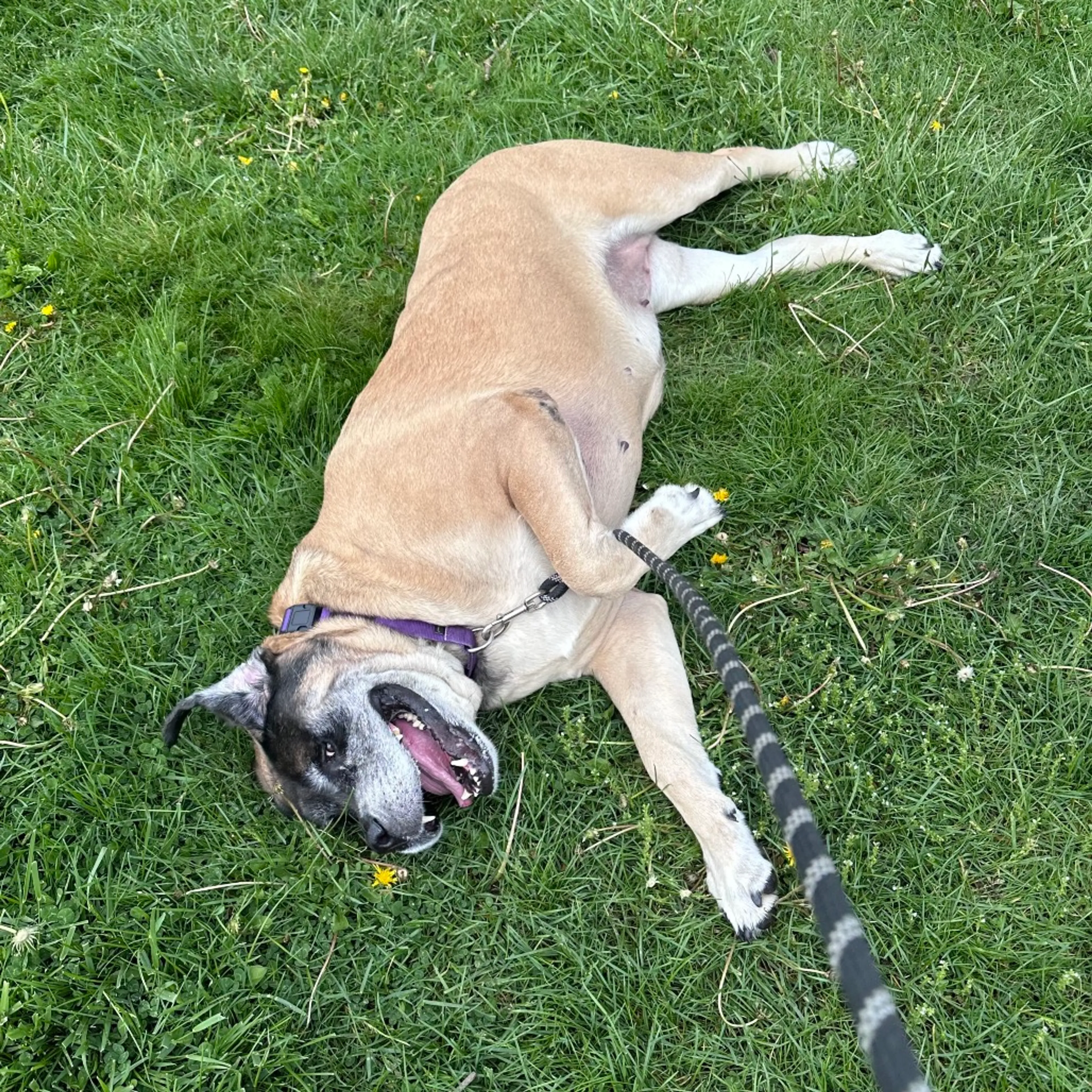 Found pet-22