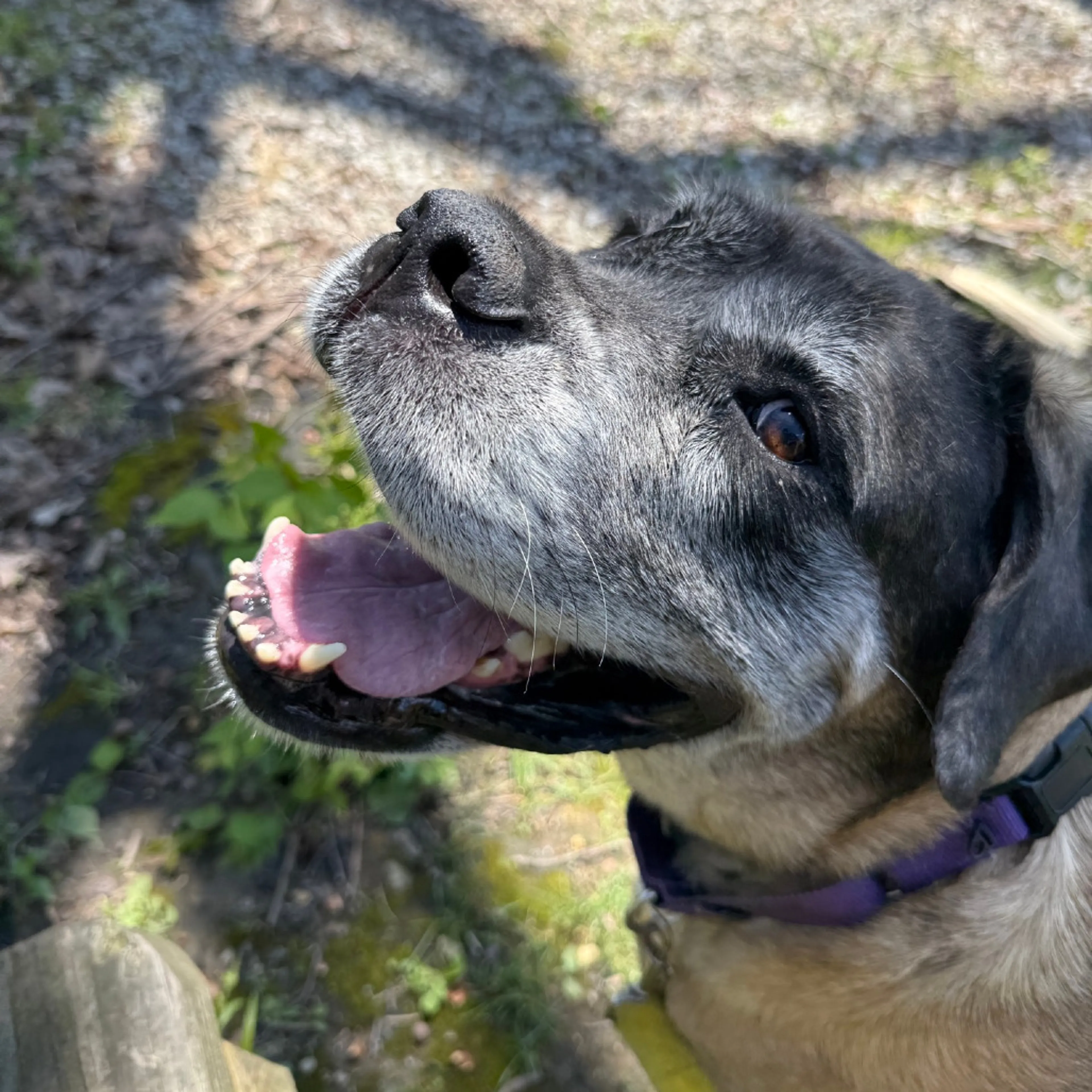 Found pet-19