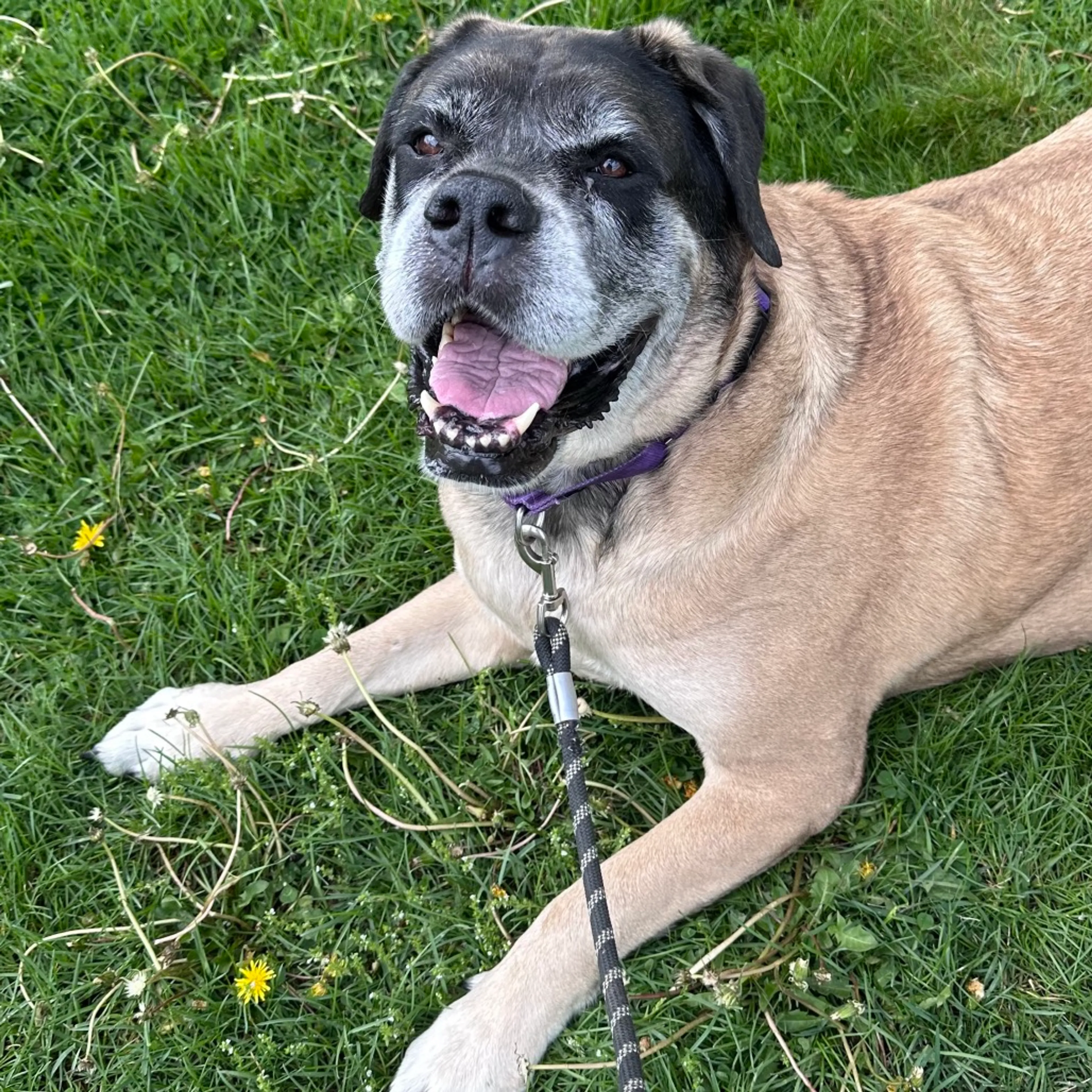 Found pet-20