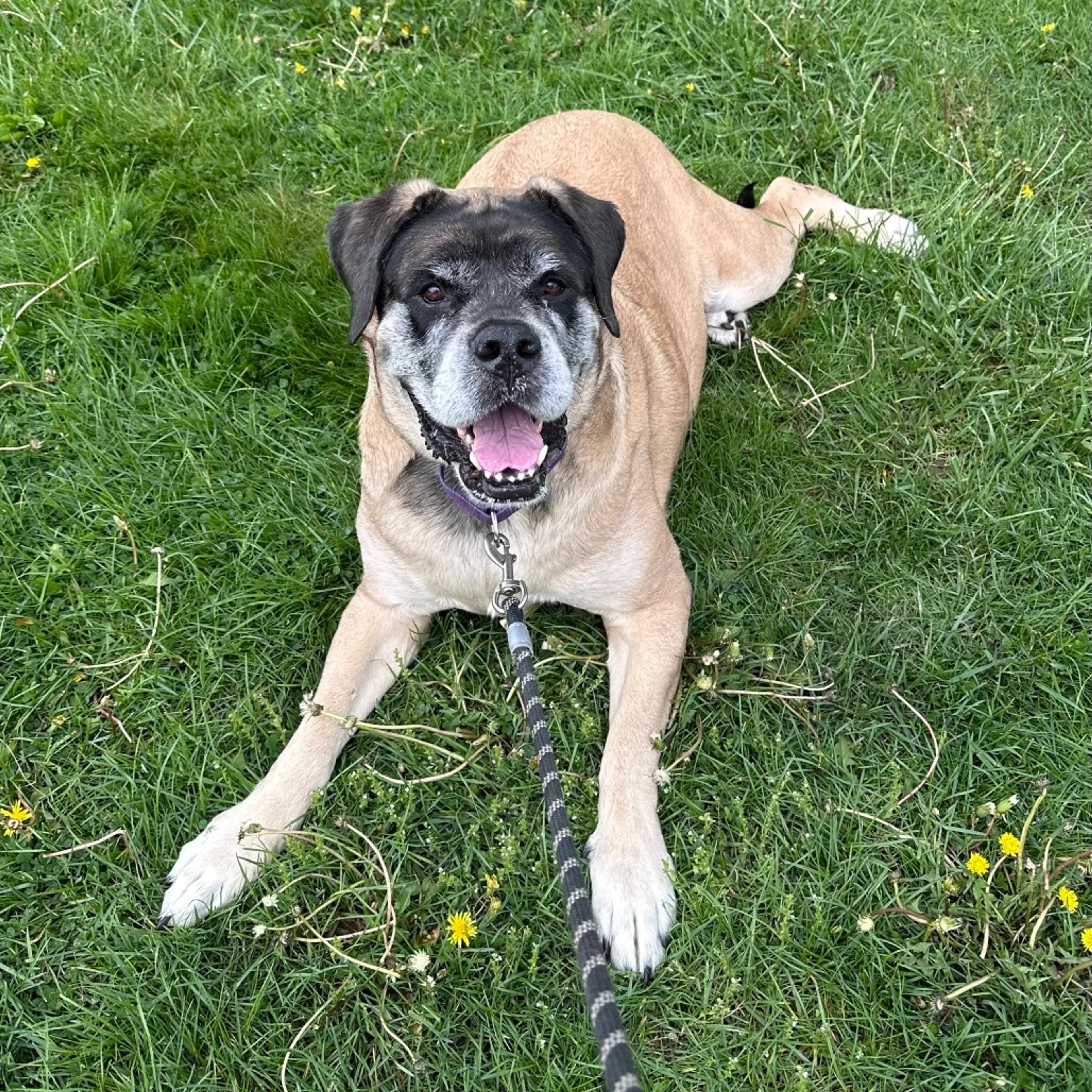 Found pet-23