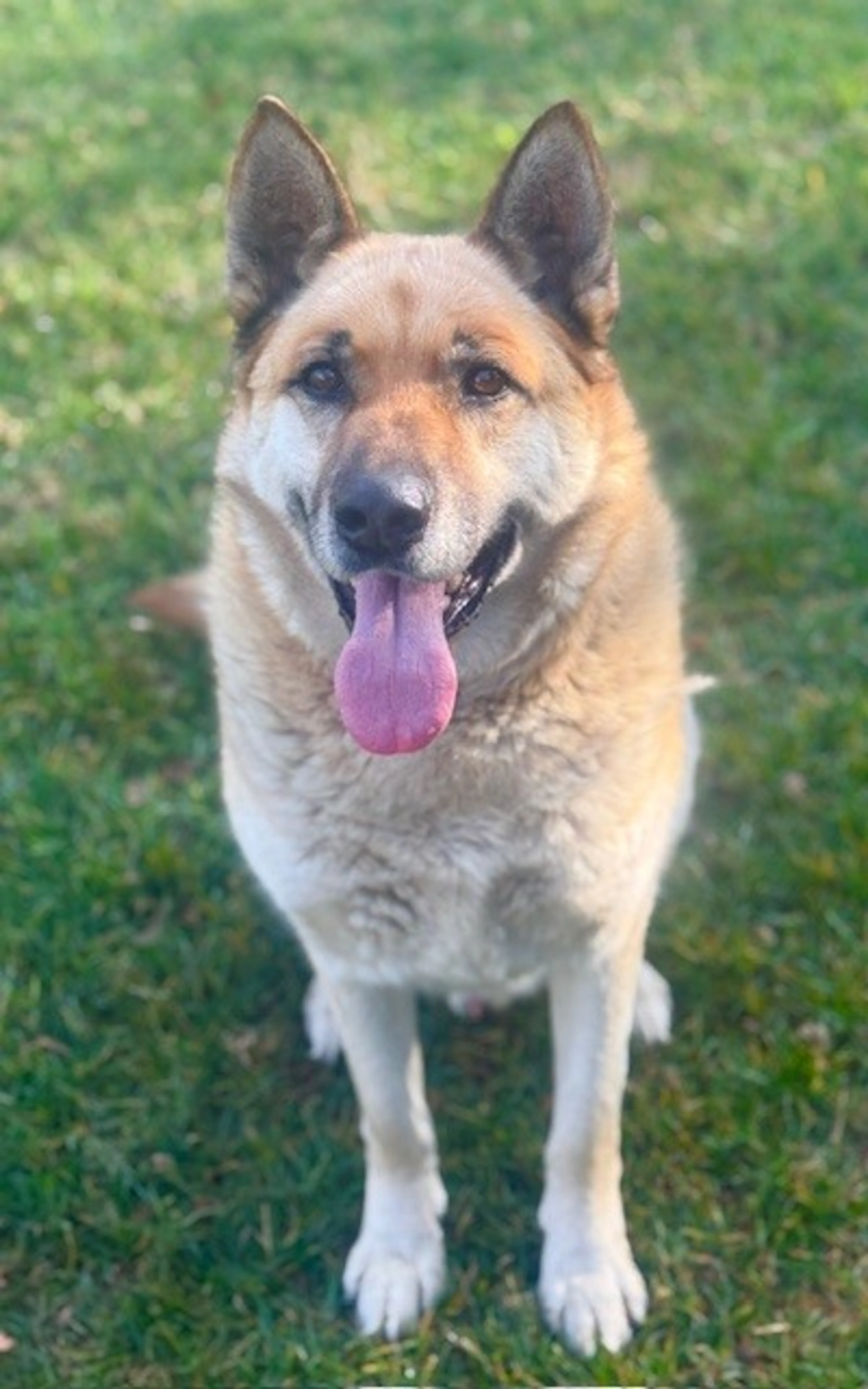 Found pet