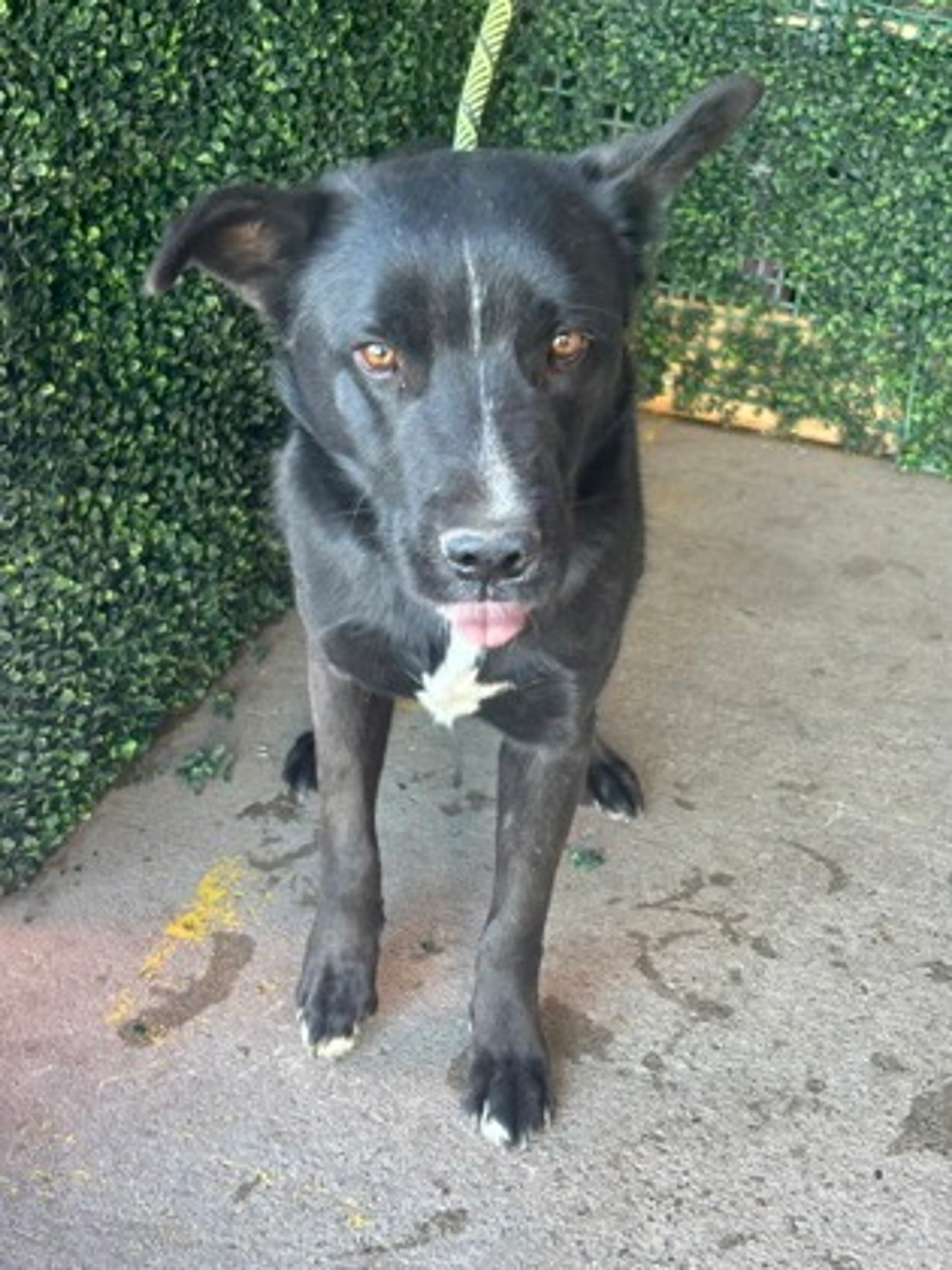Found pet