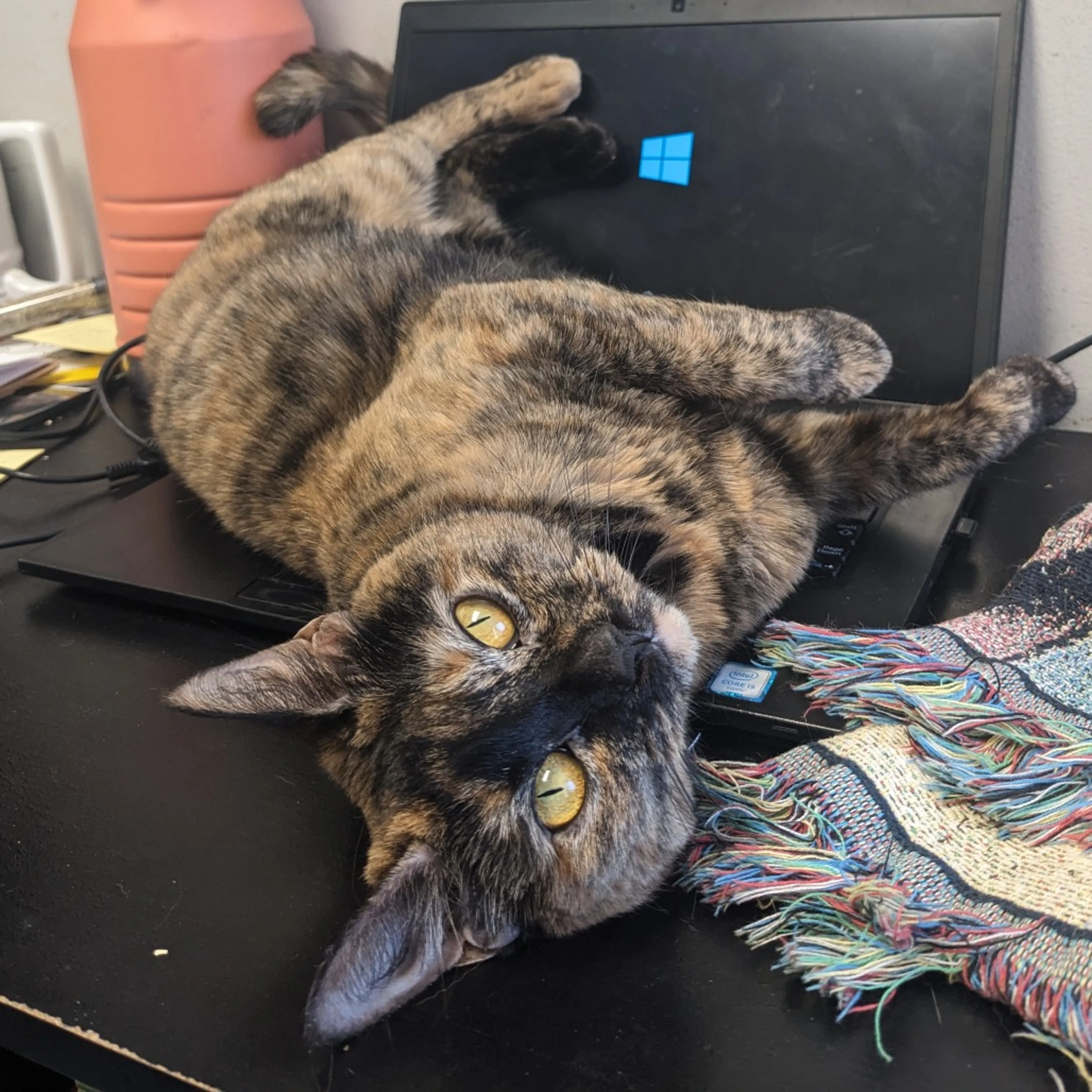 Found pet-16