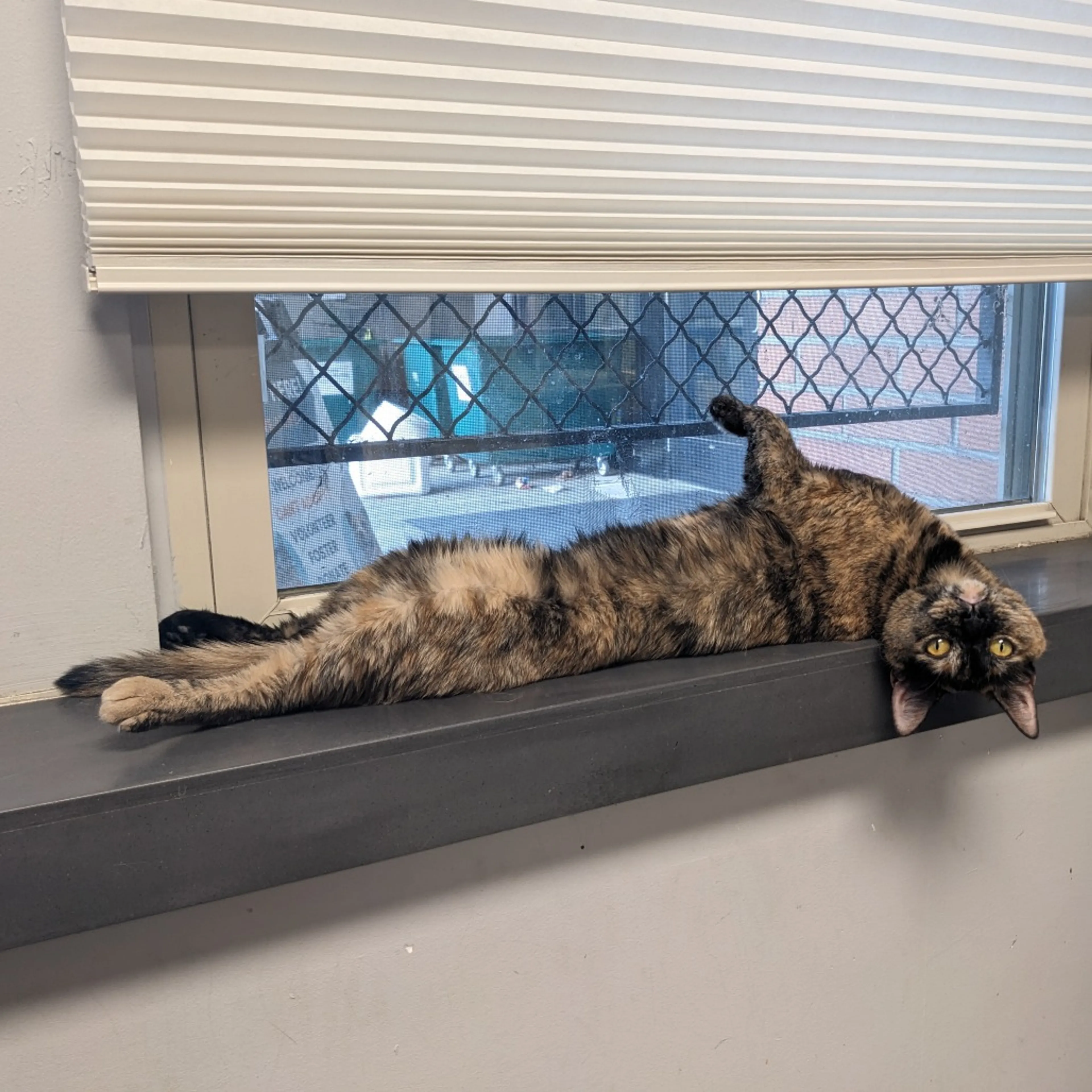 Found pet-17