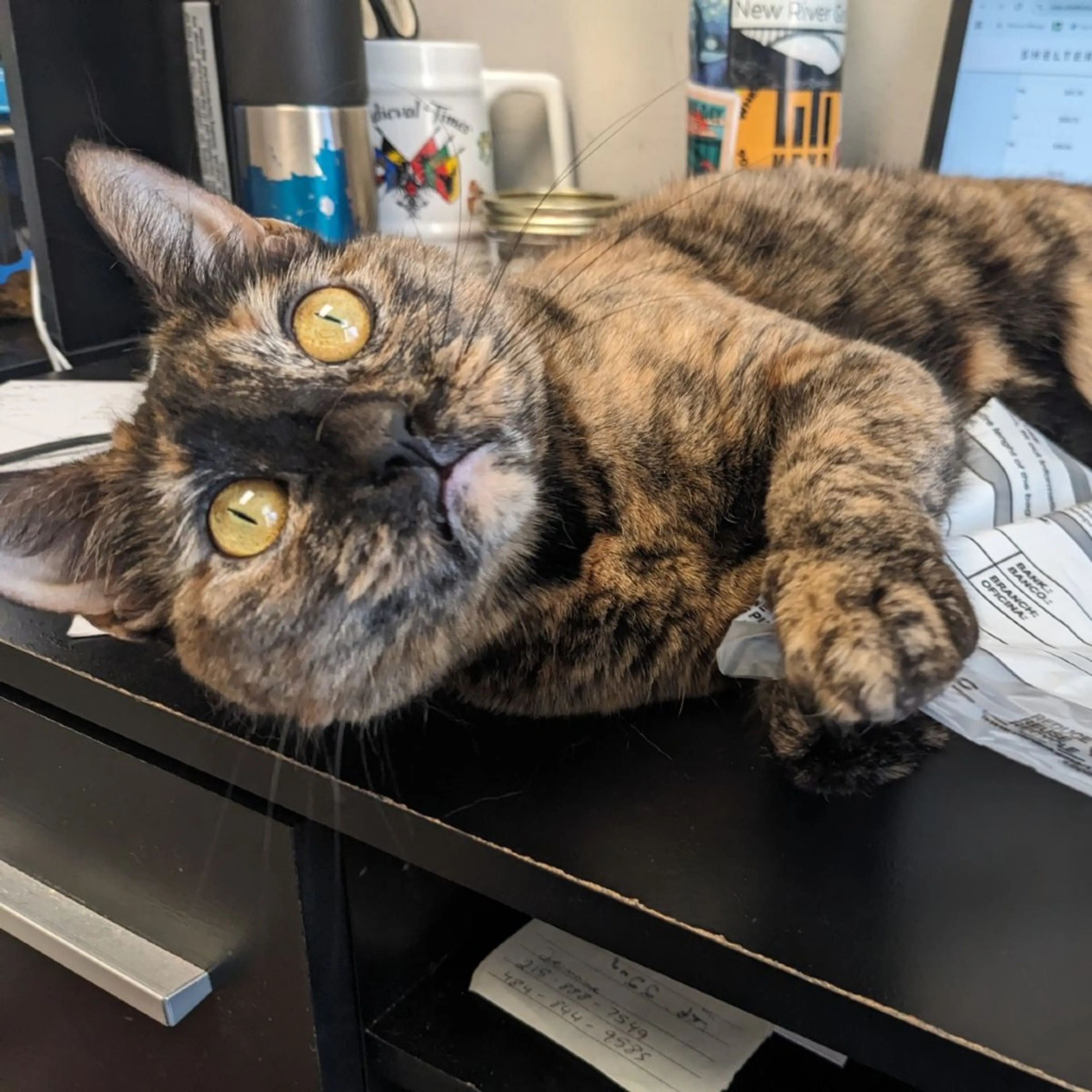 Found pet-28
