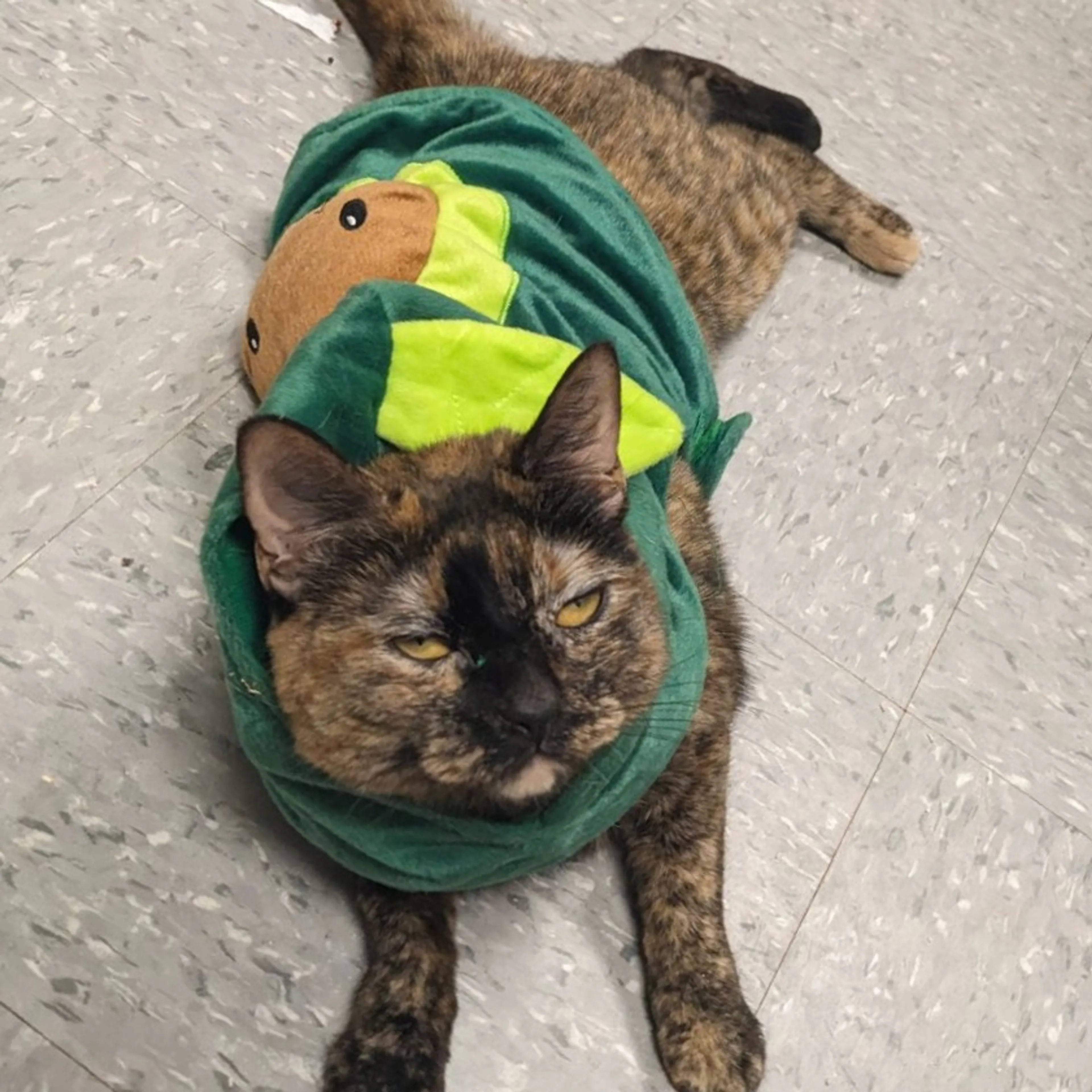 Found pet-27