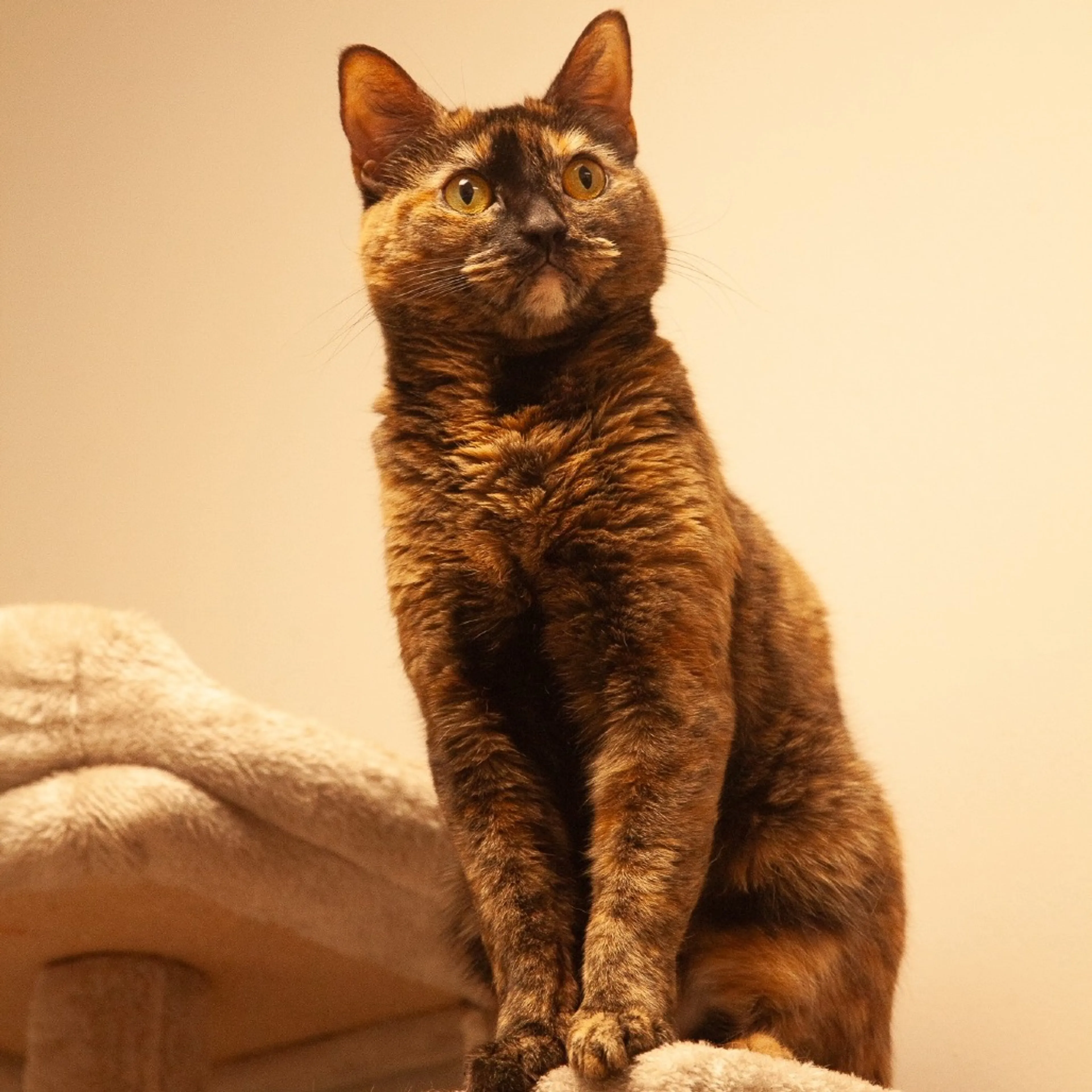 Found pet-14