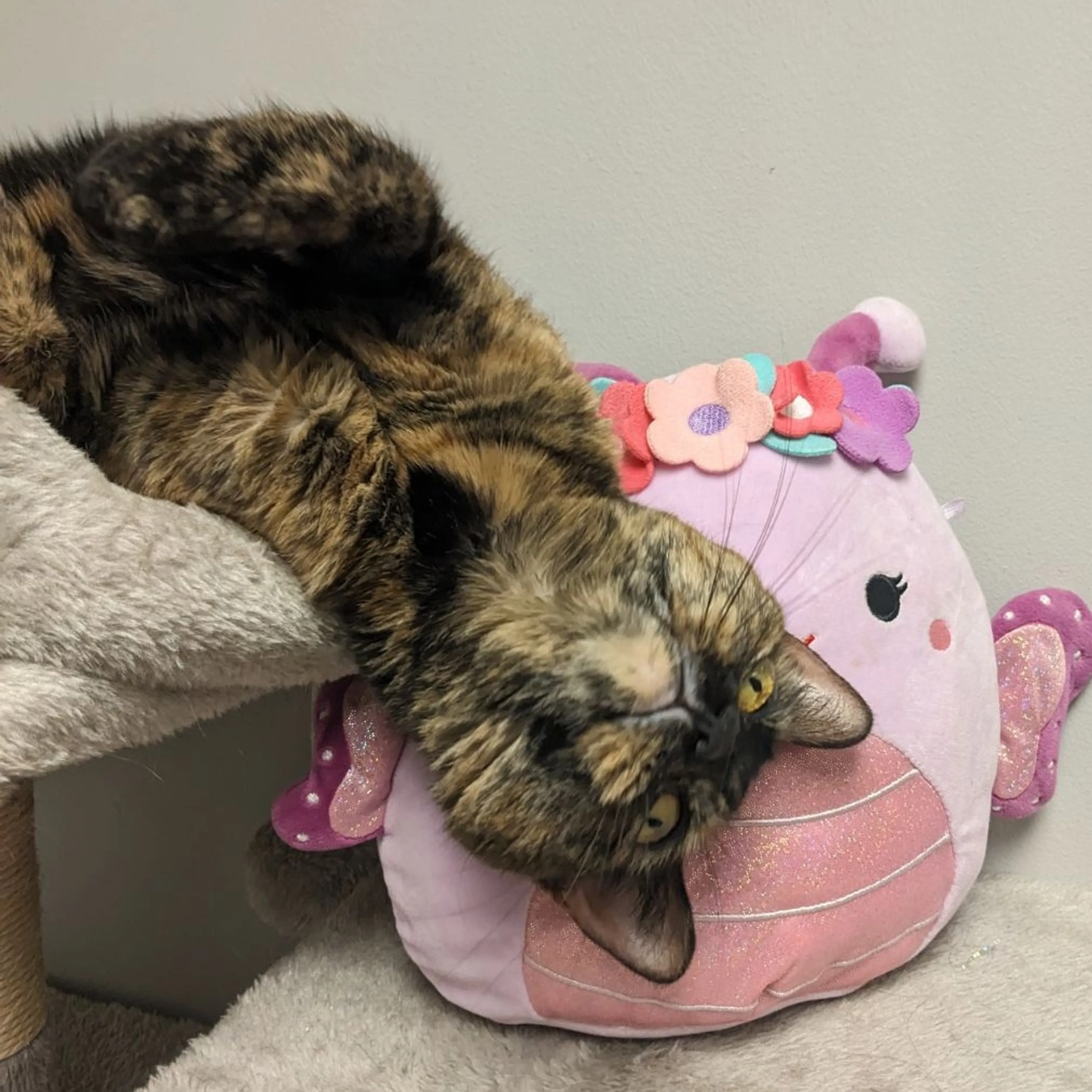 Found pet-31