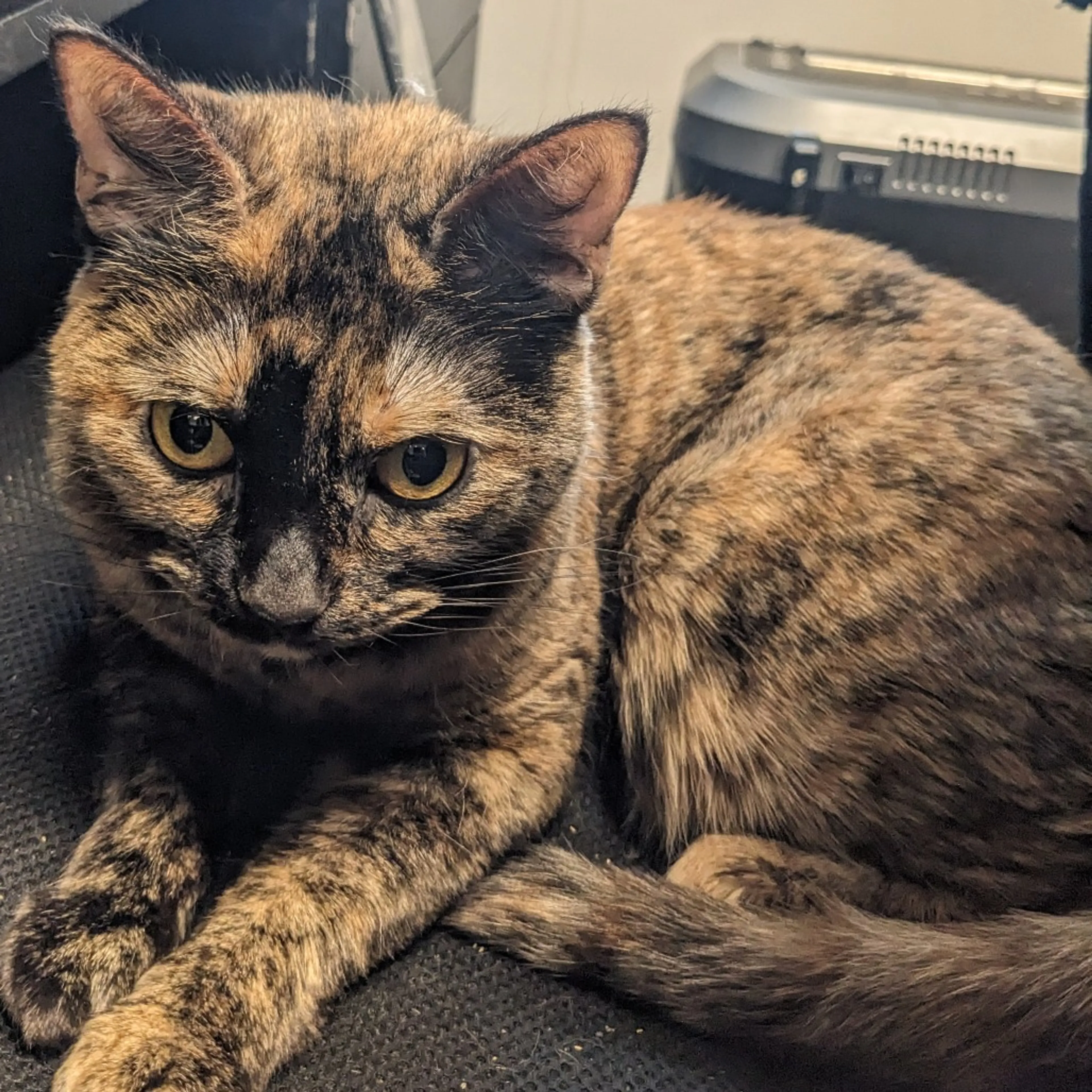 Found pet-12