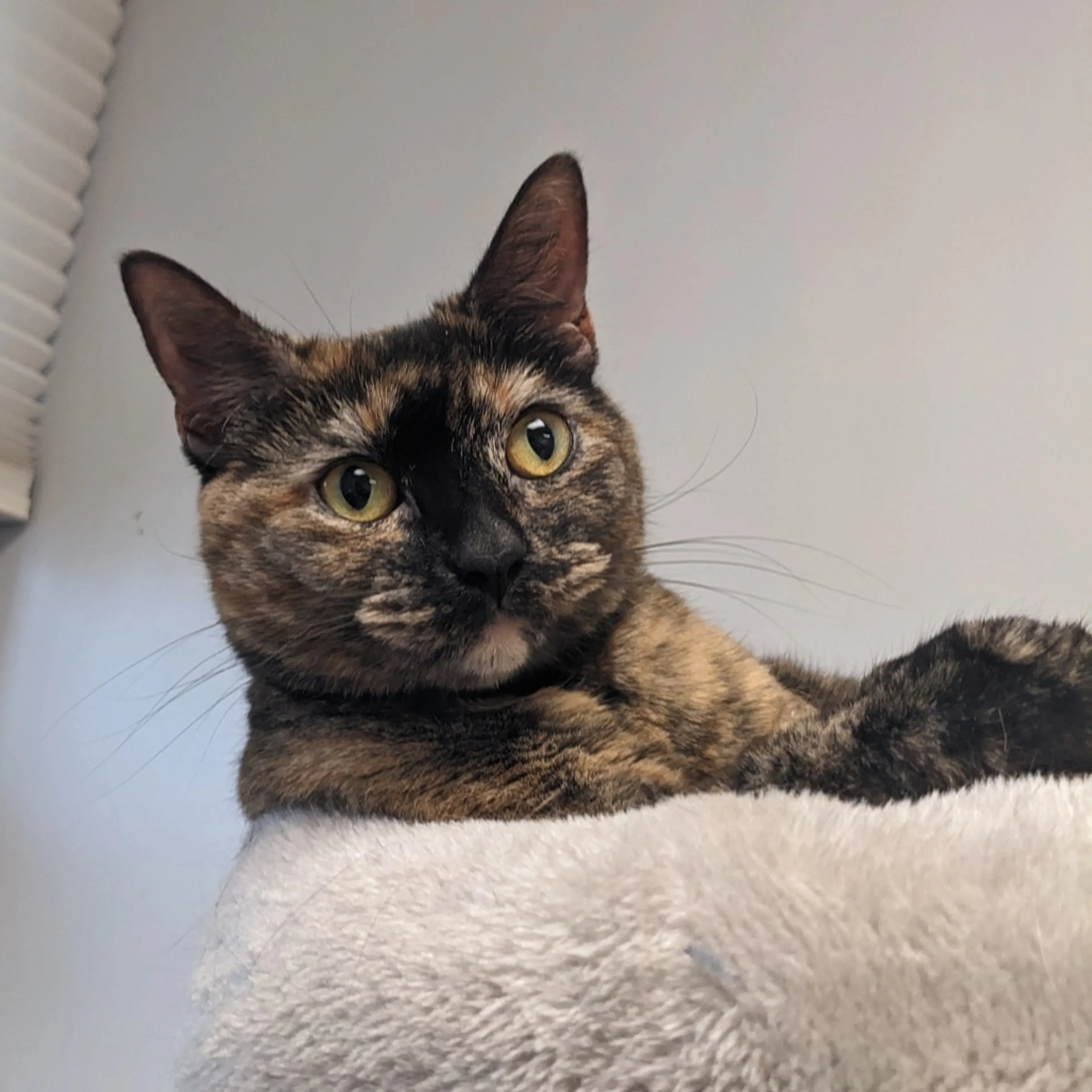 Found pet-22