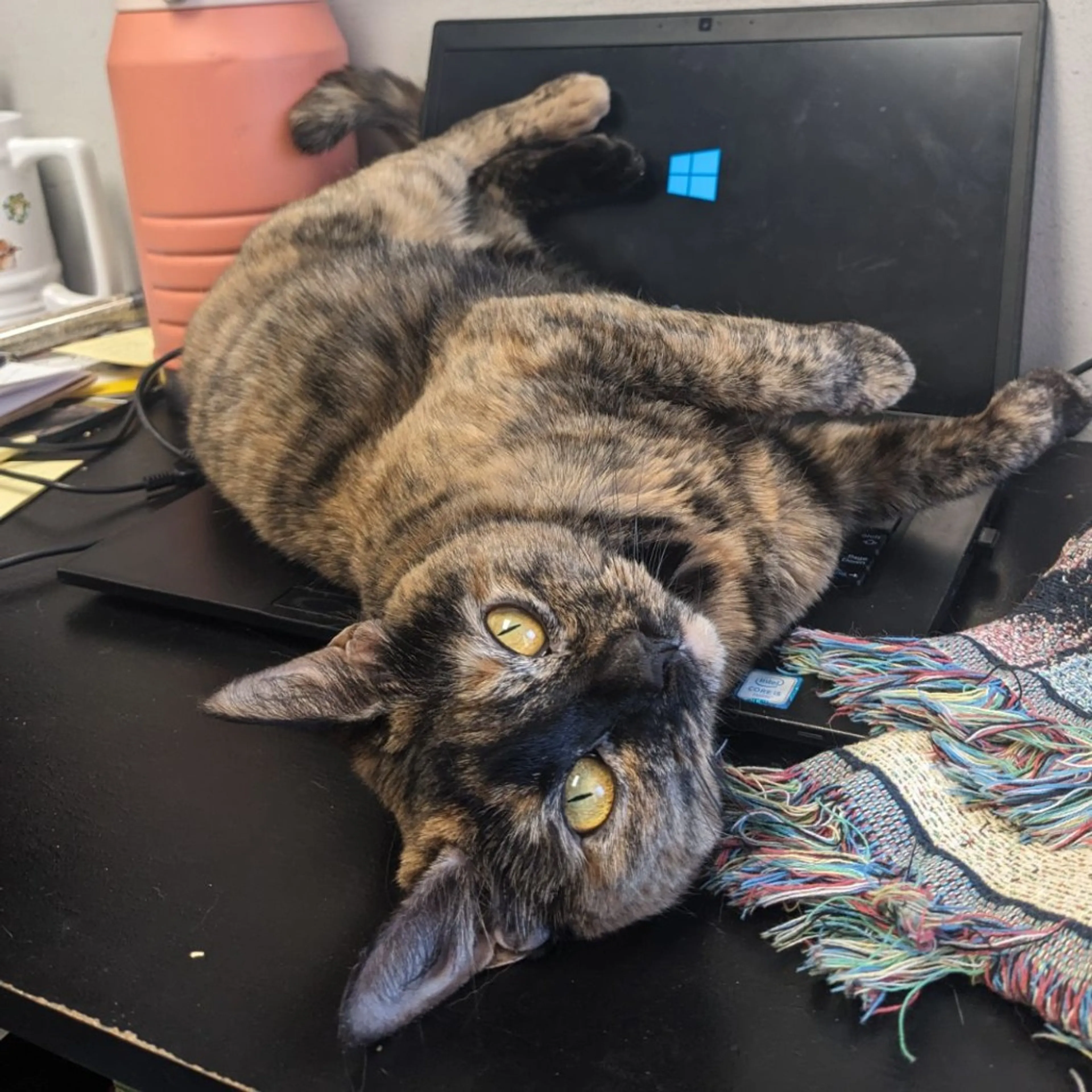 Found pet-26