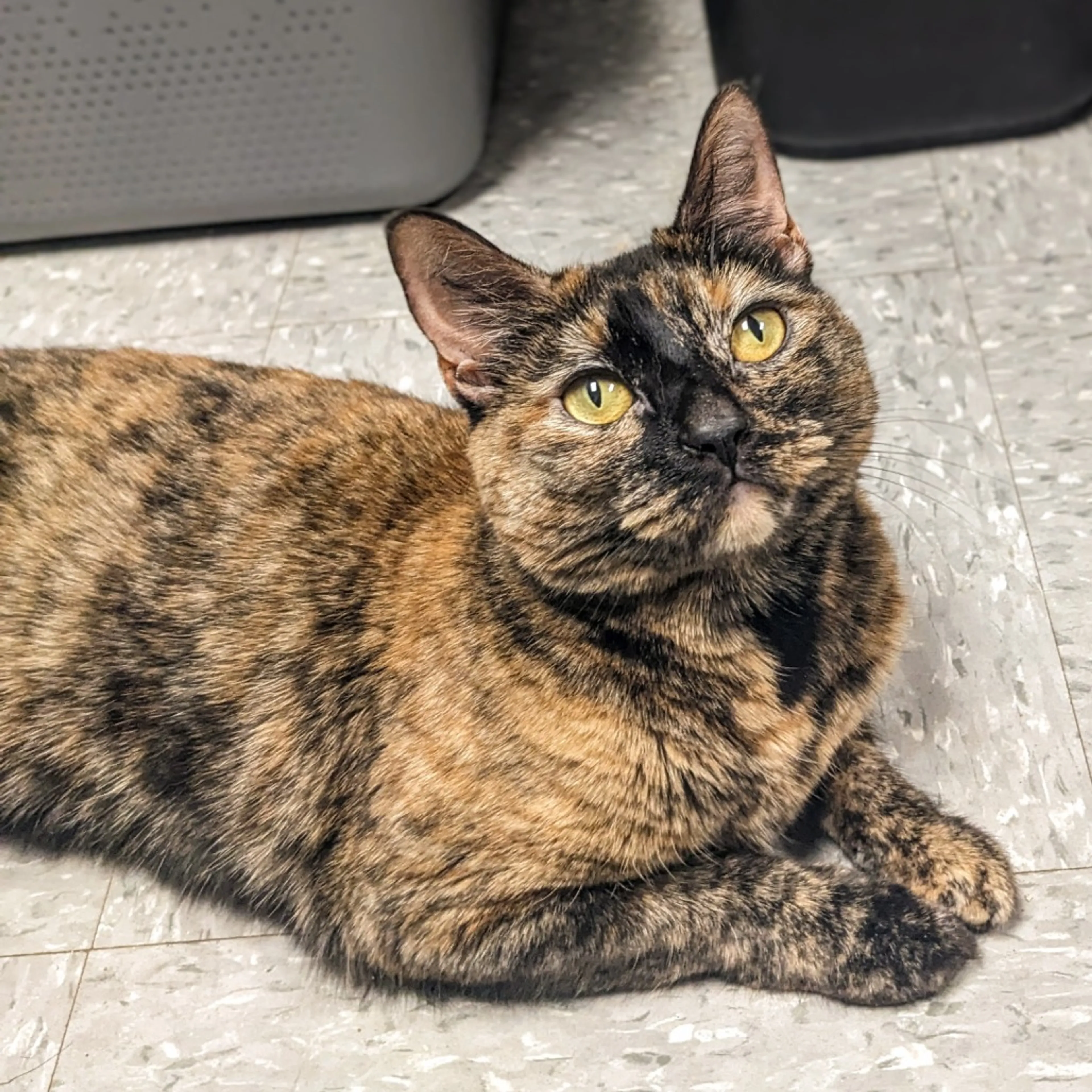 Found pet-6