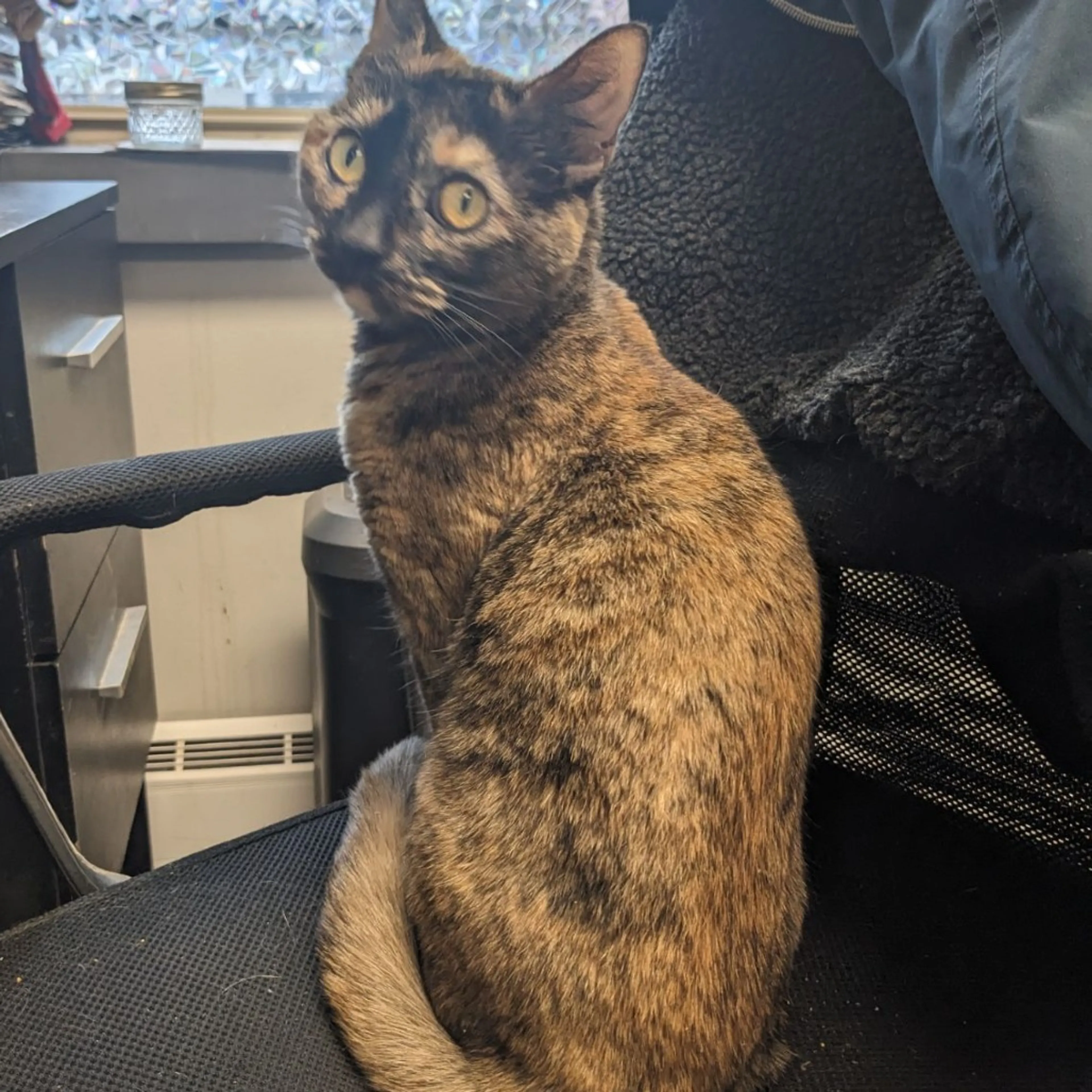 Found pet-11