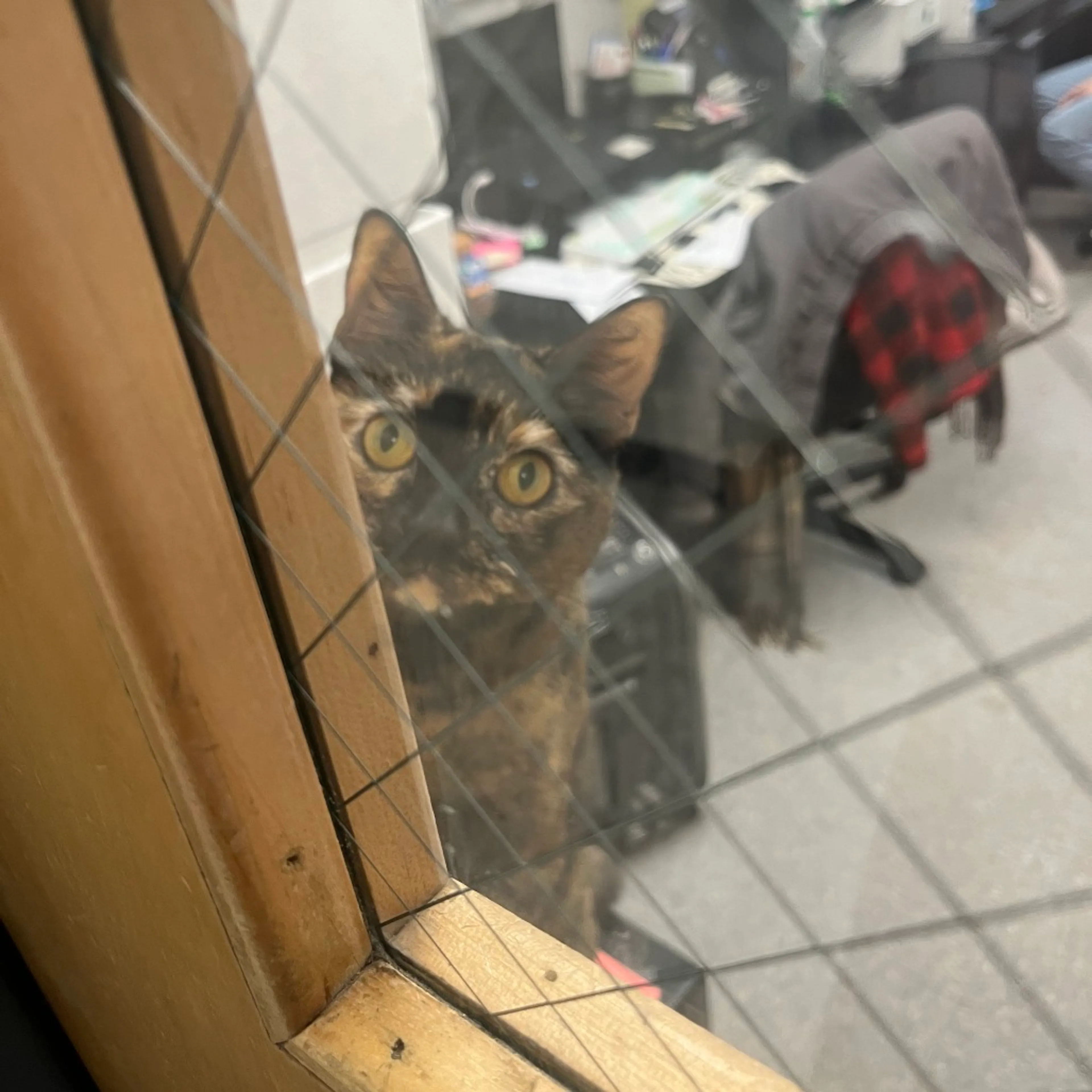 Found pet-30