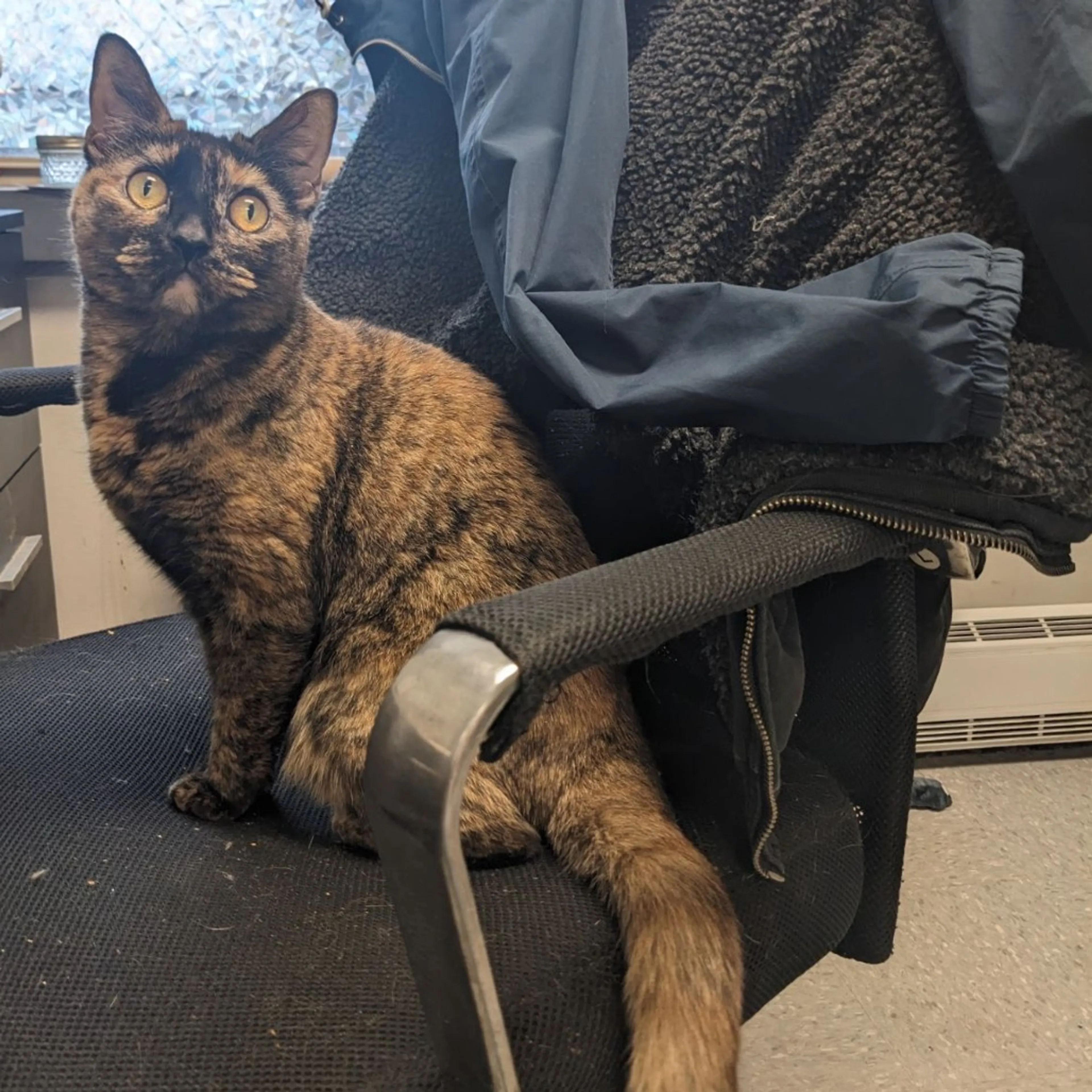 Found pet-13