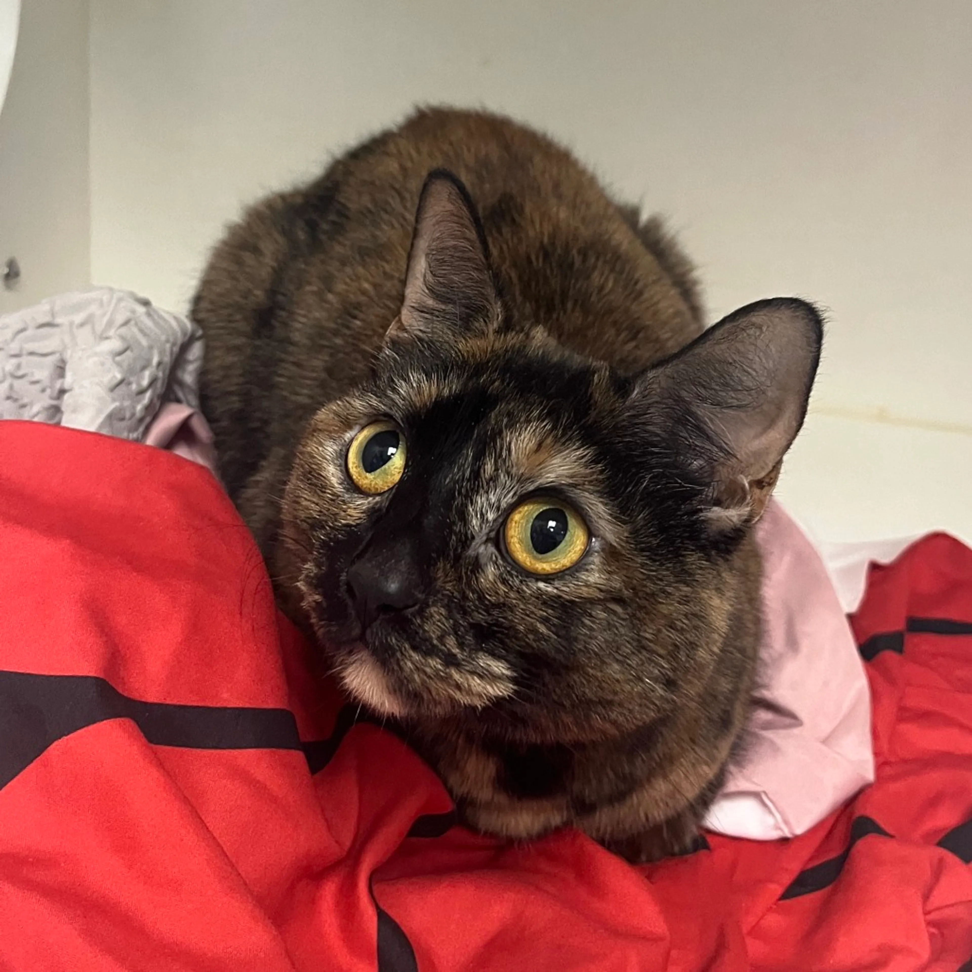 Found pet-9
