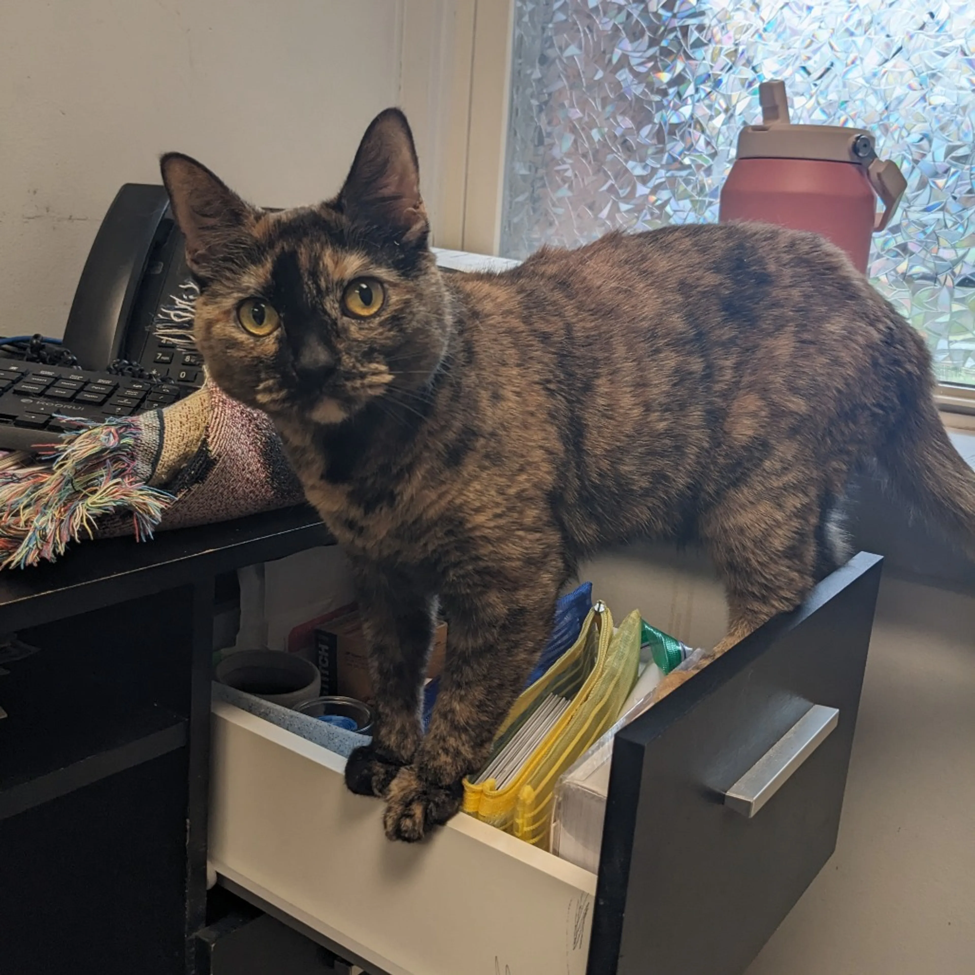 Found pet-20