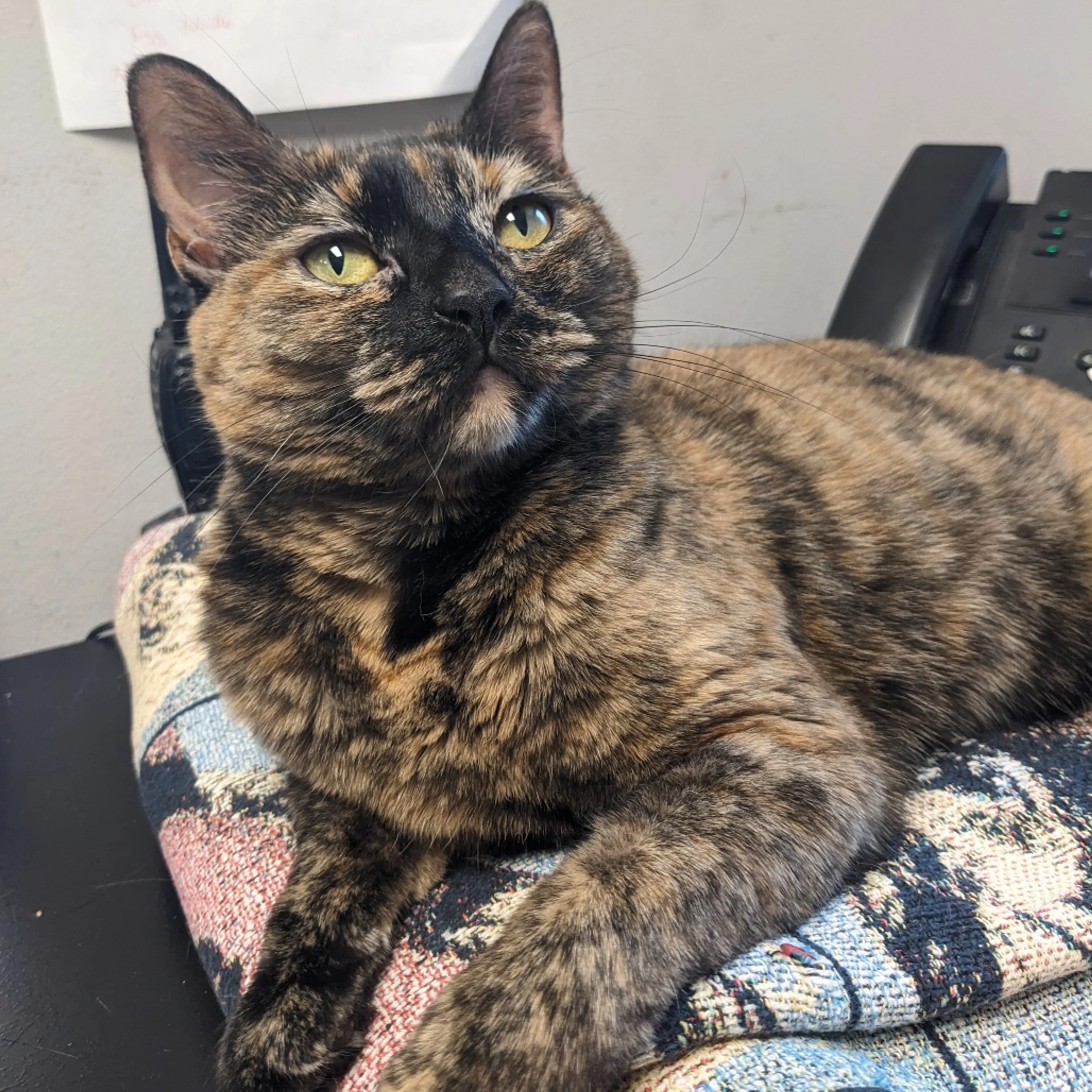 Found pet-19